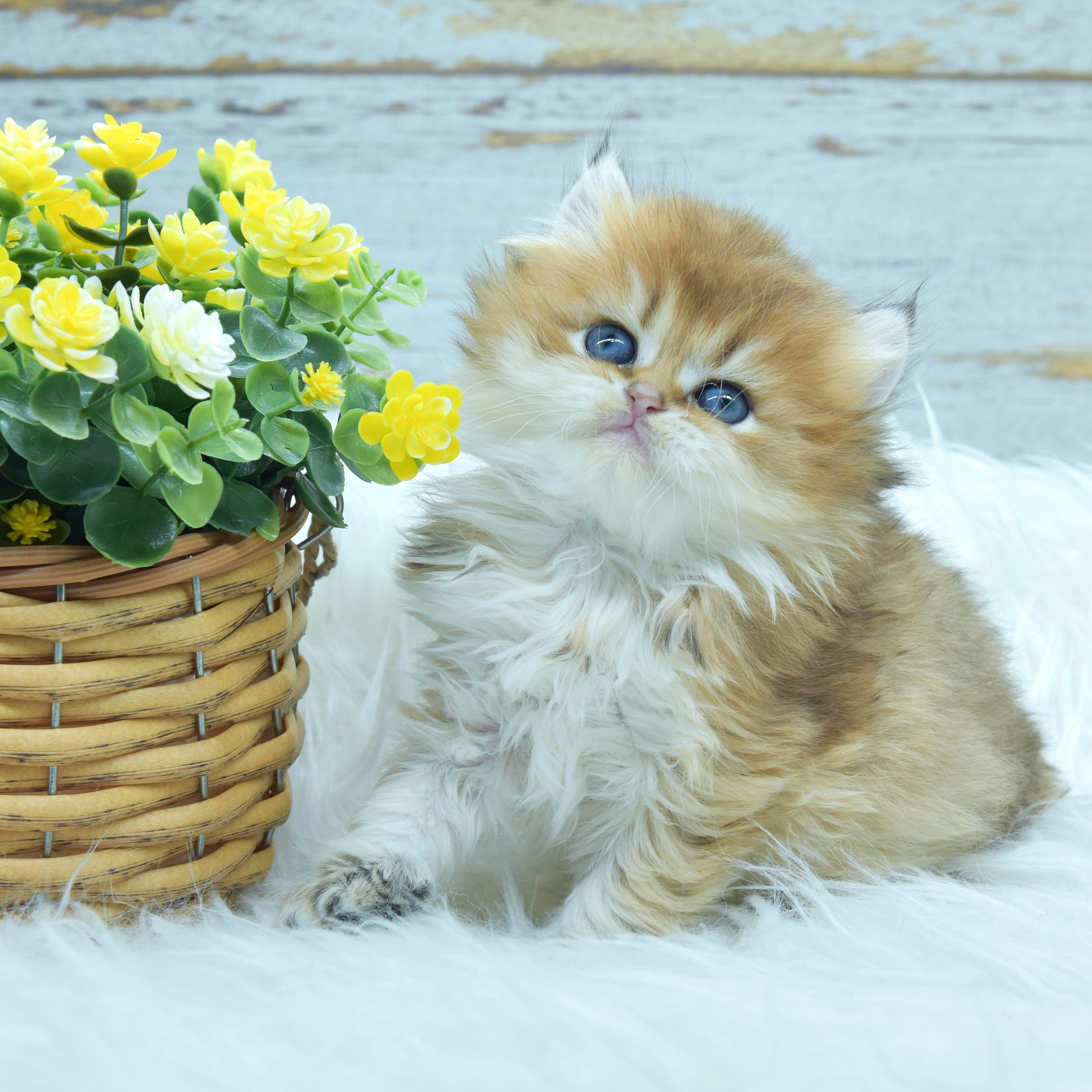 Cattery British Longhair in Norway