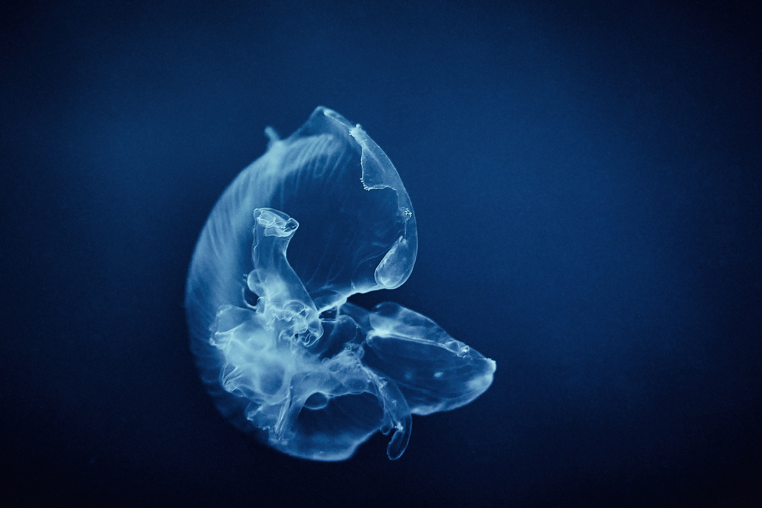 Fotograf podwodny Andriej Szypiłow - Fauna i flora Czerwonego i Adriatyckiego Mórz. Andriej Szypilow - Fotografia & Wideografia