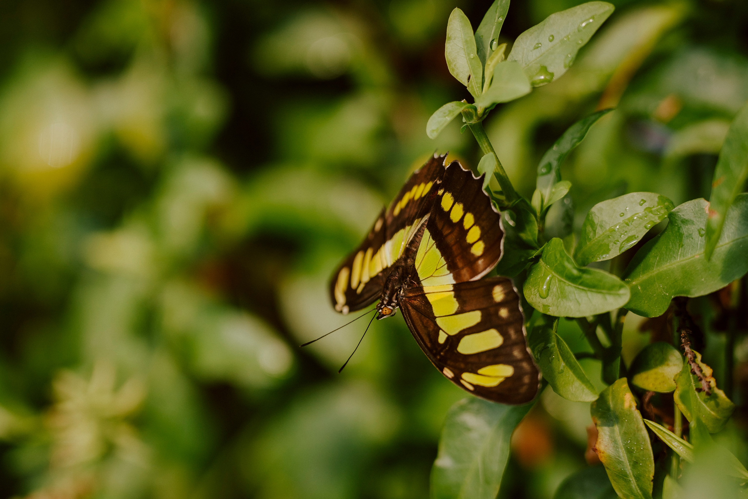 Gallery. Natasha Shakh