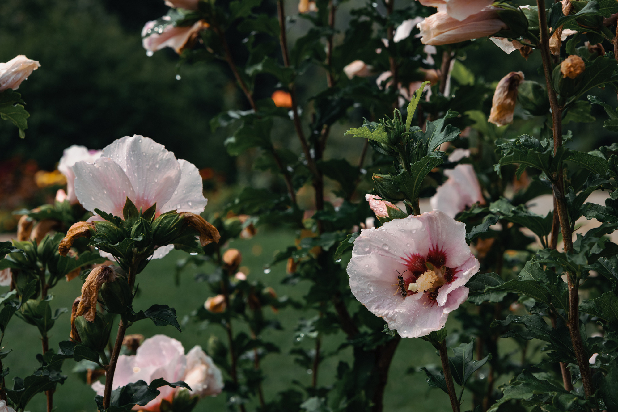 Stefan — Roxana. Fotograf și videograf de nuntă R. Moldova, Romania