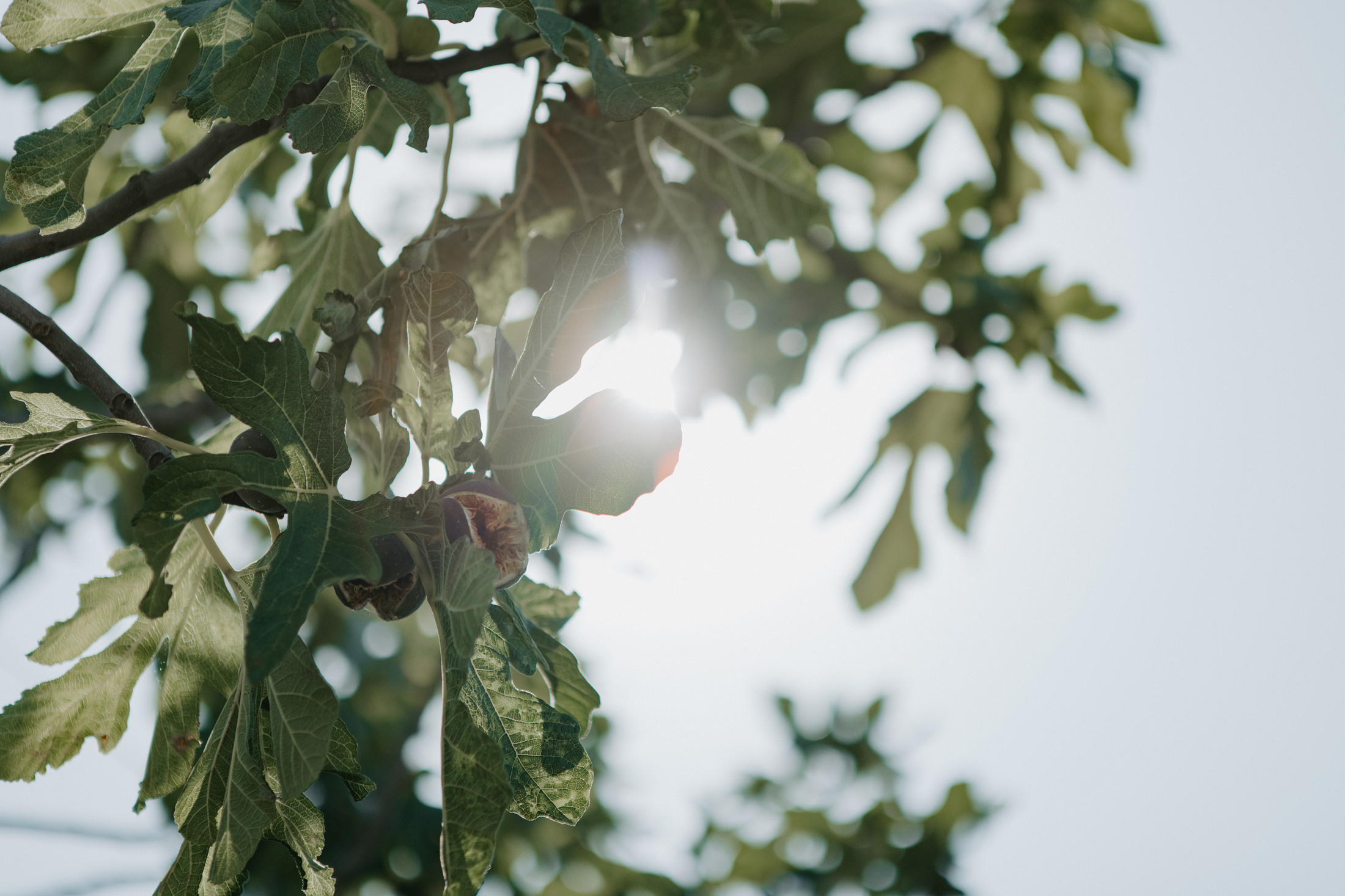 Irini & Kostantinos. Wedding photographer and videographer