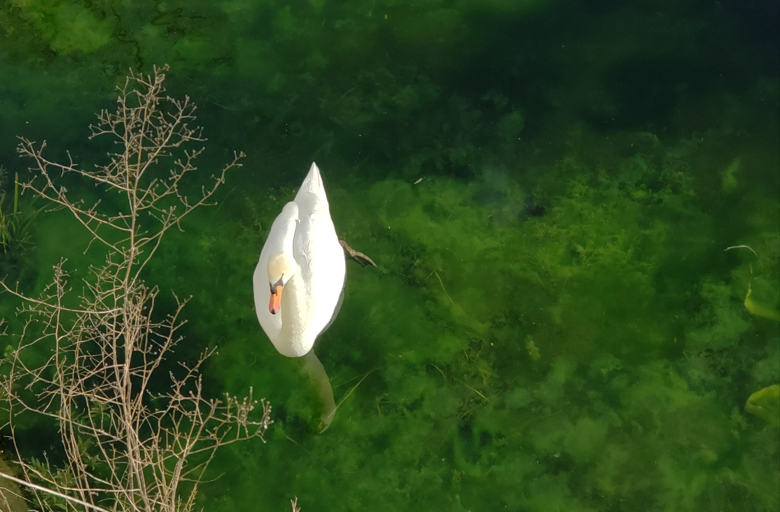 NATURE MORTE et VIVANTE. Natalia Bogdanovska. Films et photographie corporate en France