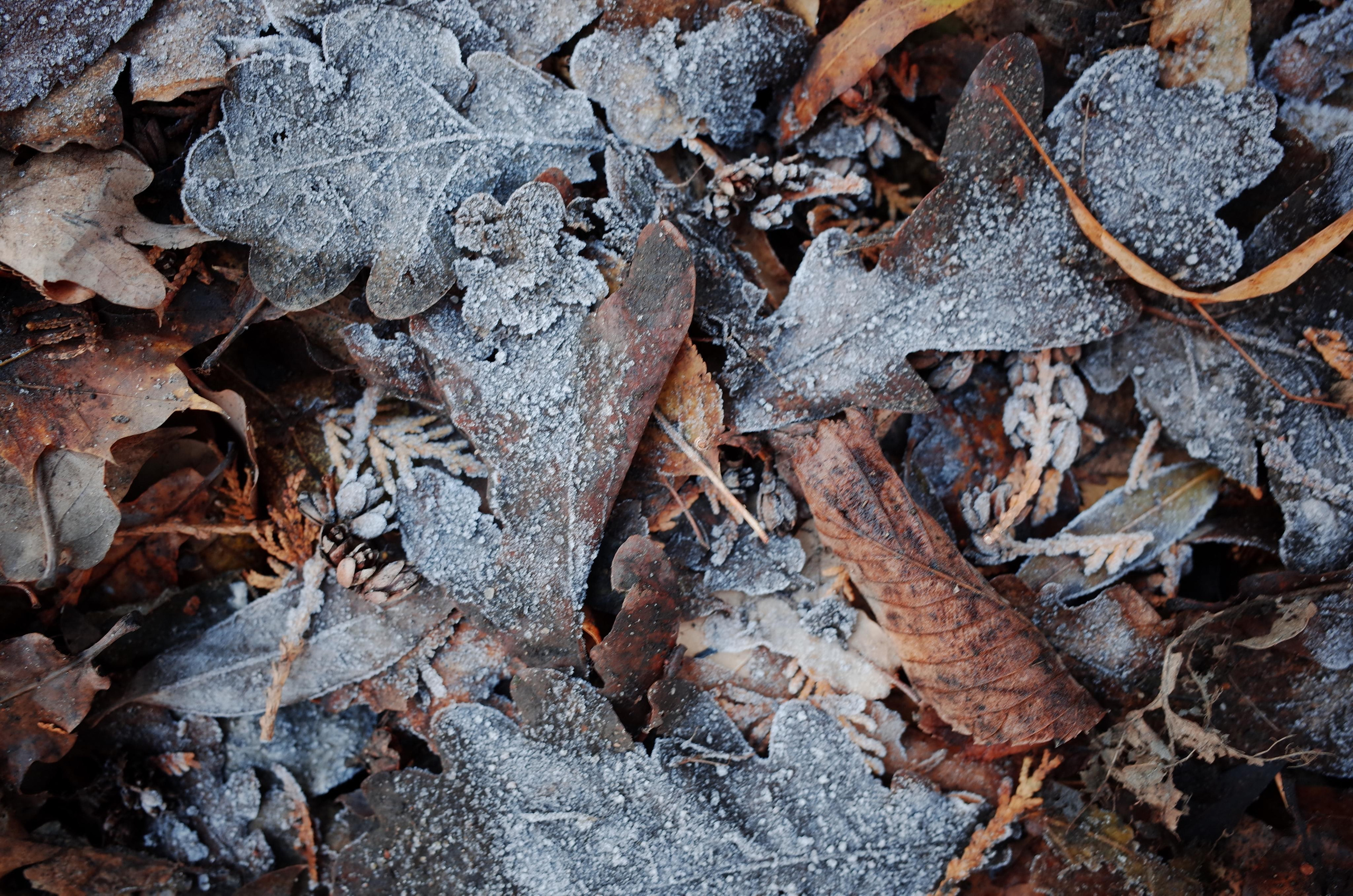 Demeter Dreams. Victoria Dini. Art photography in London / Folkestone, UK