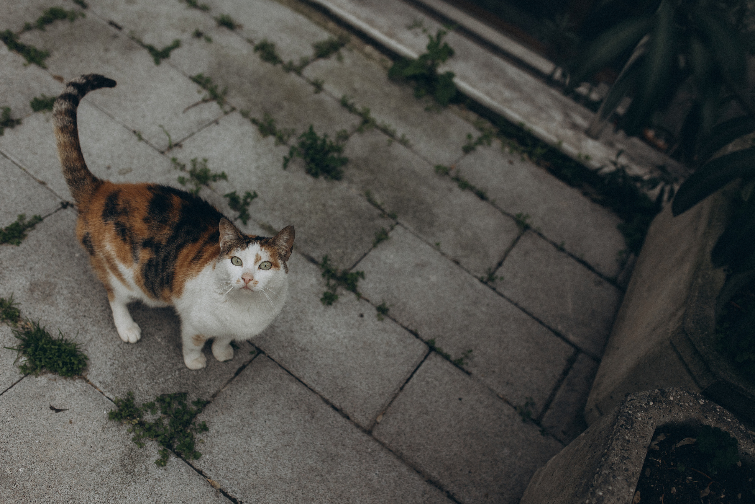 Tonya & Misha Istanbul. Familien & Hochzeitfotografin Nadja Holzmann