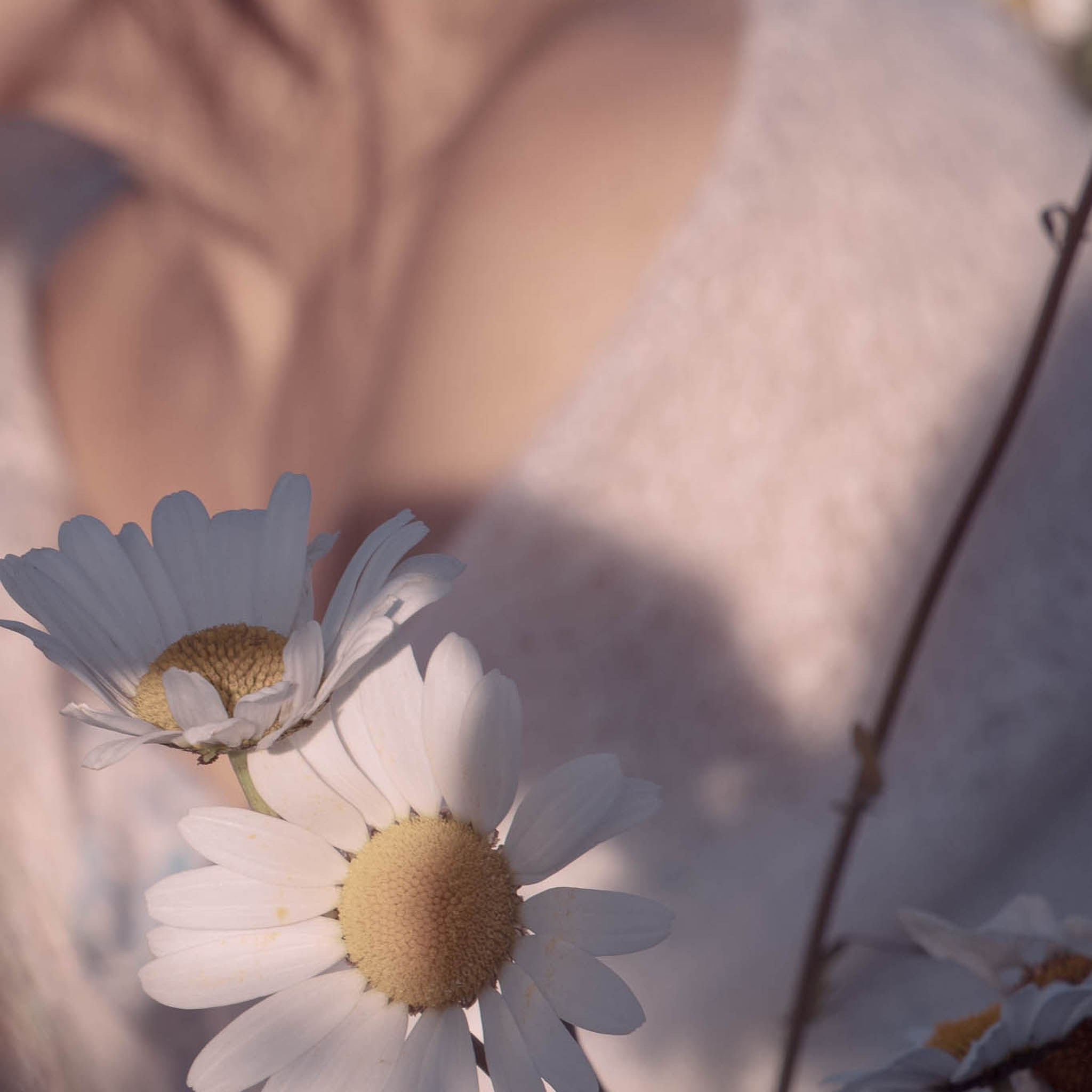 DAISIES. Natalja Poplavska — Visual artist, Photographer, East Sussex, London