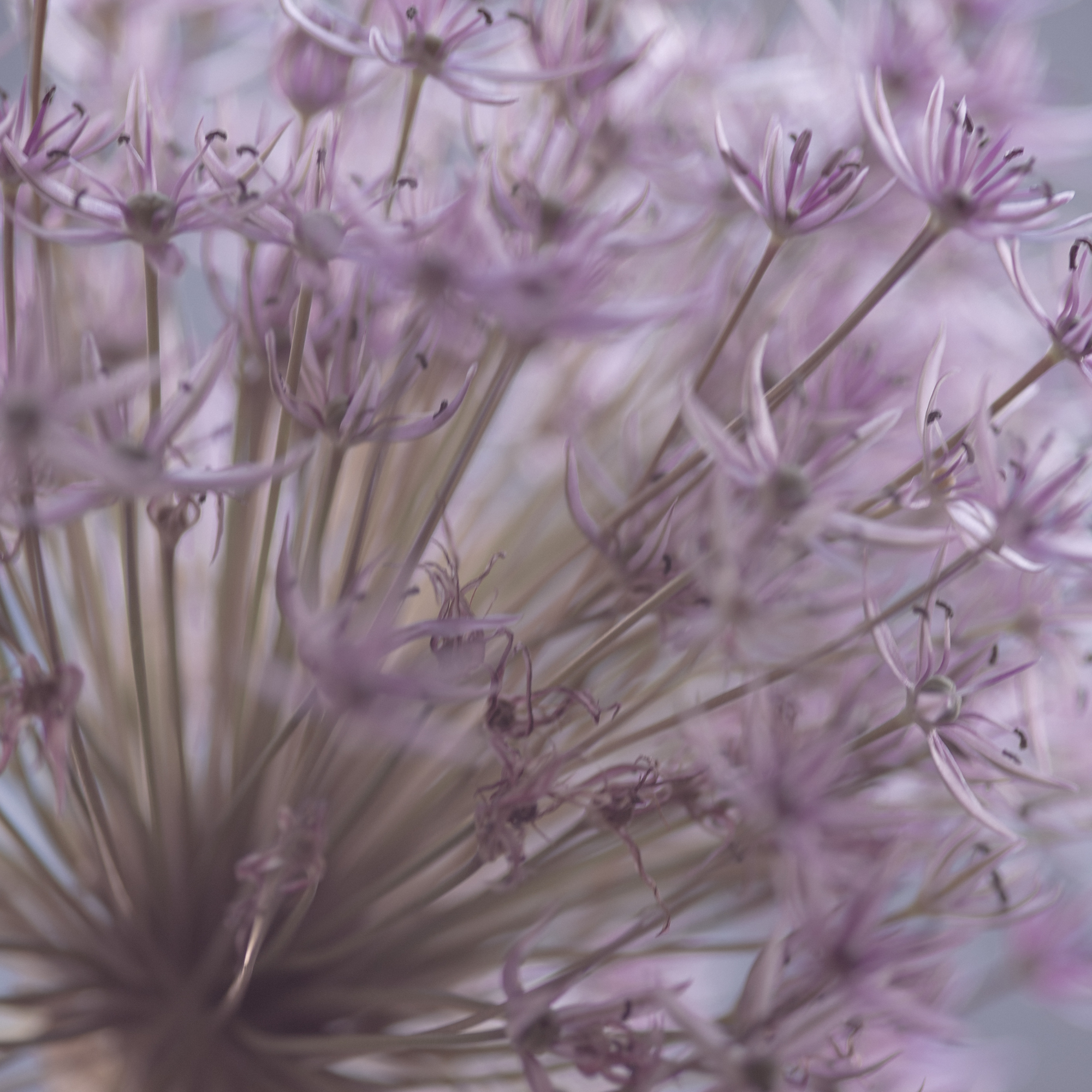 50 SHADES OF PURPLE. Natalja Poplavska — Visual artist, Photographer, East Sussex, London