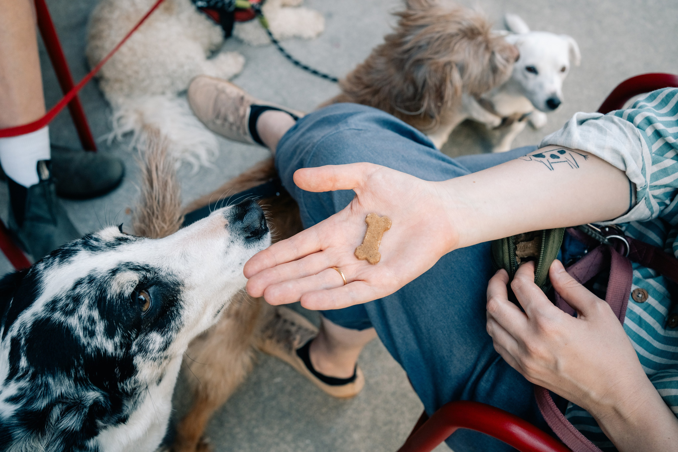 Yana & Pedro & Doggos. Maria Sher. Fotógrafa profissional do Porto, Portugal