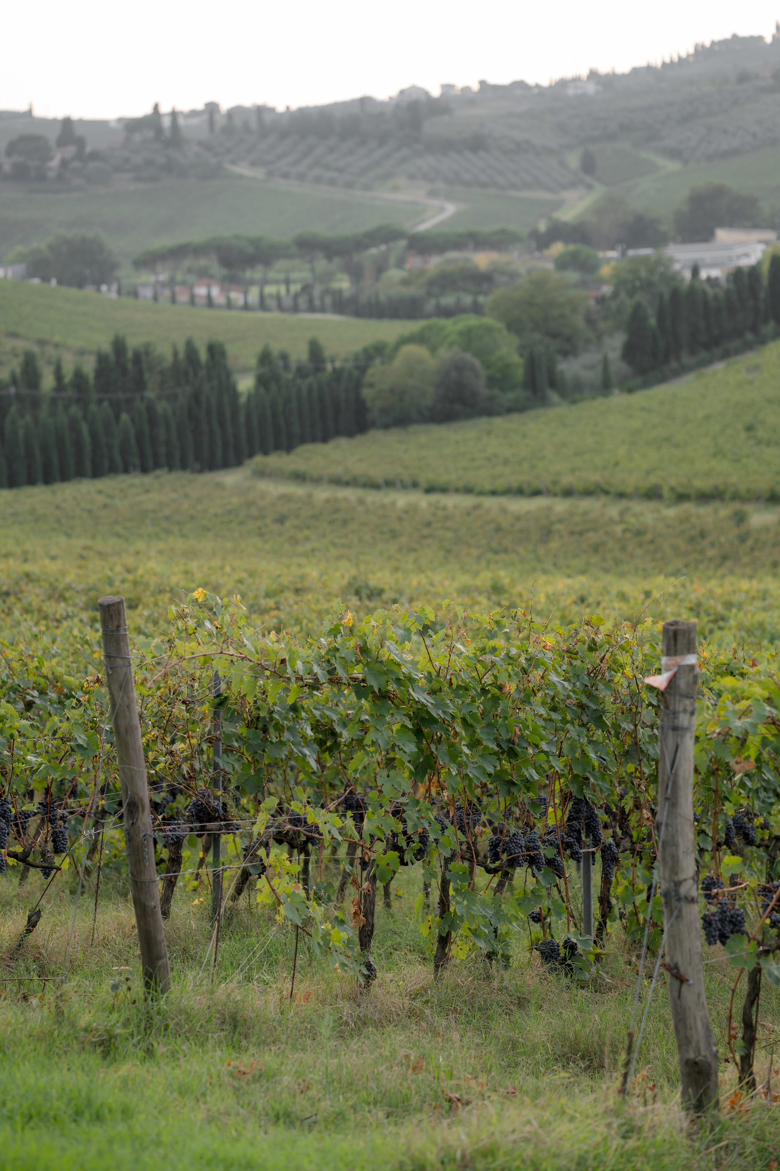 Dom&Ally. Wedding photographer Italy