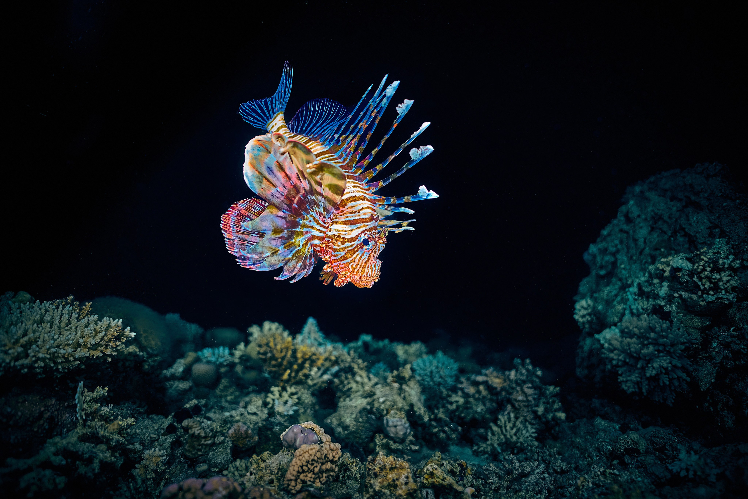 Fotograf podwodny Andriej Szypiłow - Fauna i flora Czerwonego i Adriatyckiego Mórz. Andriej Szypilow - Fotografia & Wideografia