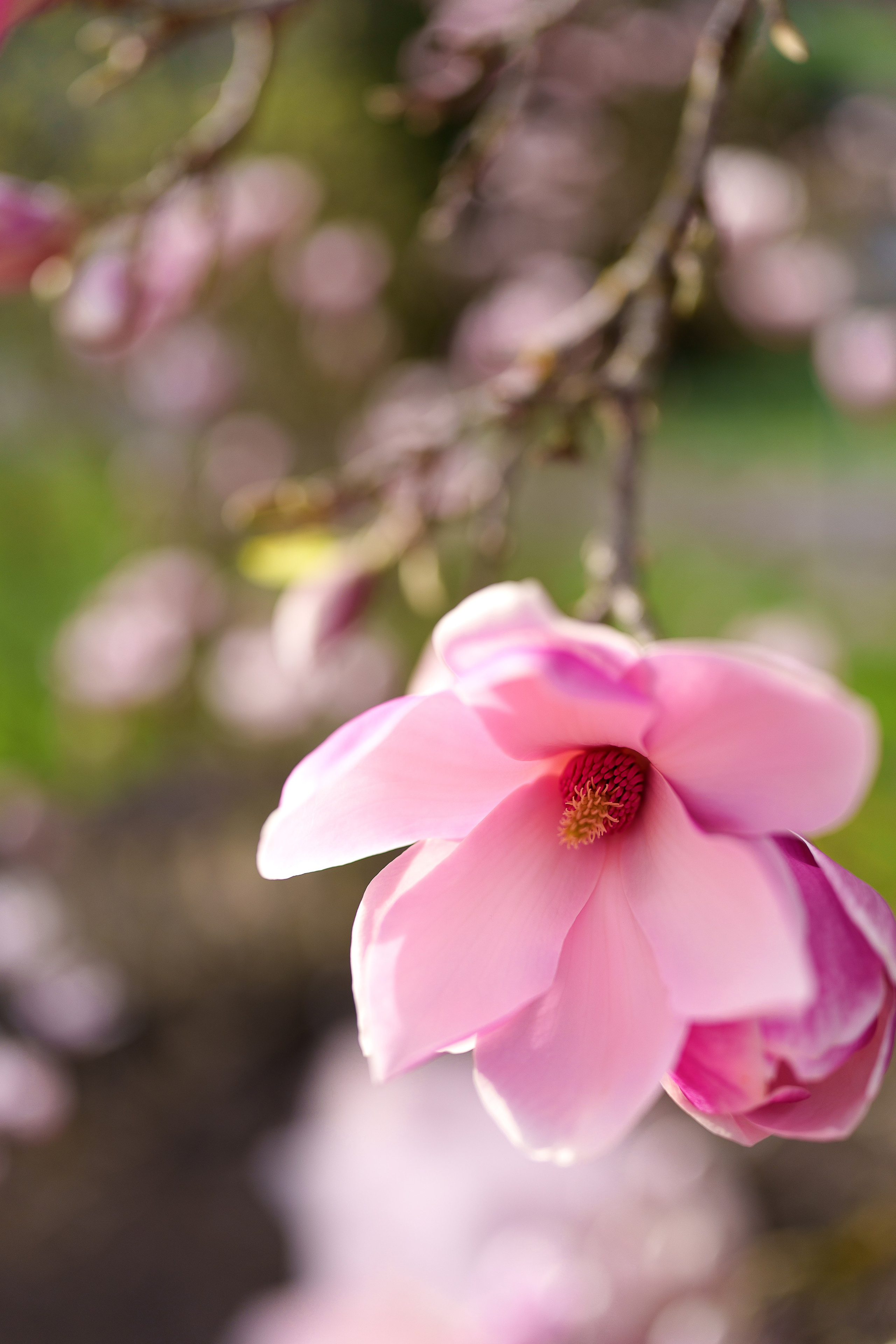 Magnolia. Family, Lifestyle and Portrait photograher in Trier, Germany