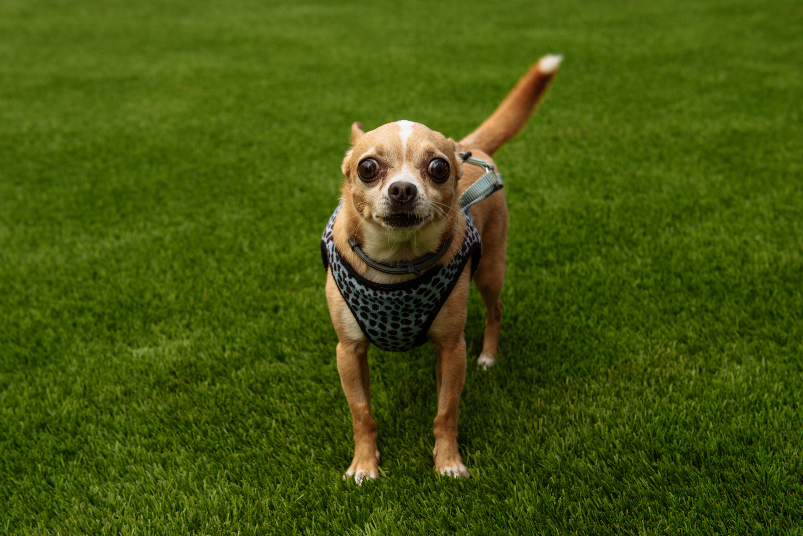 Darien Bautizo Barcelona. Fotógrafa Ekaterina Gasanova - sesiones de fotos en Barcelona