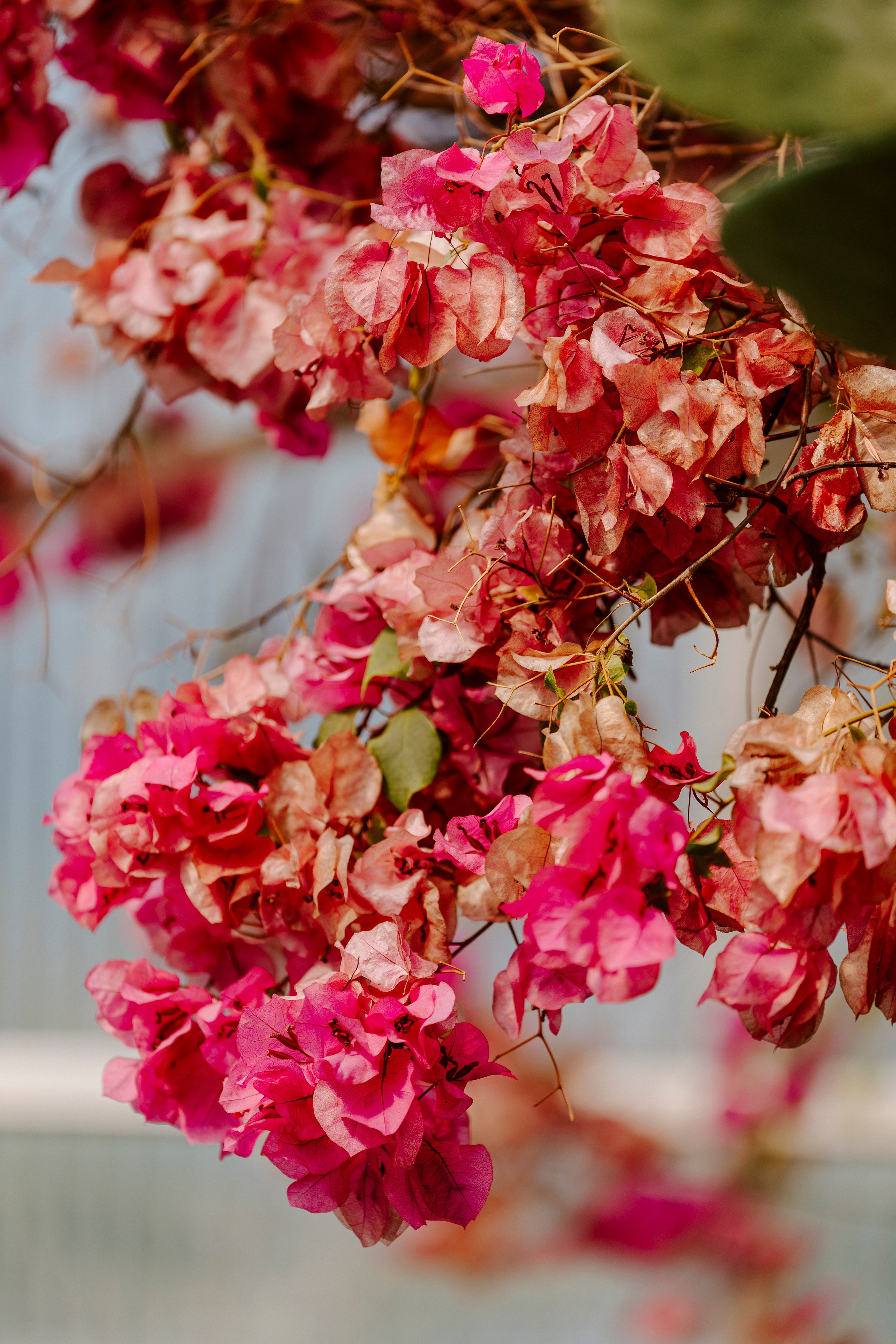 Gallery. Natasha Shakh