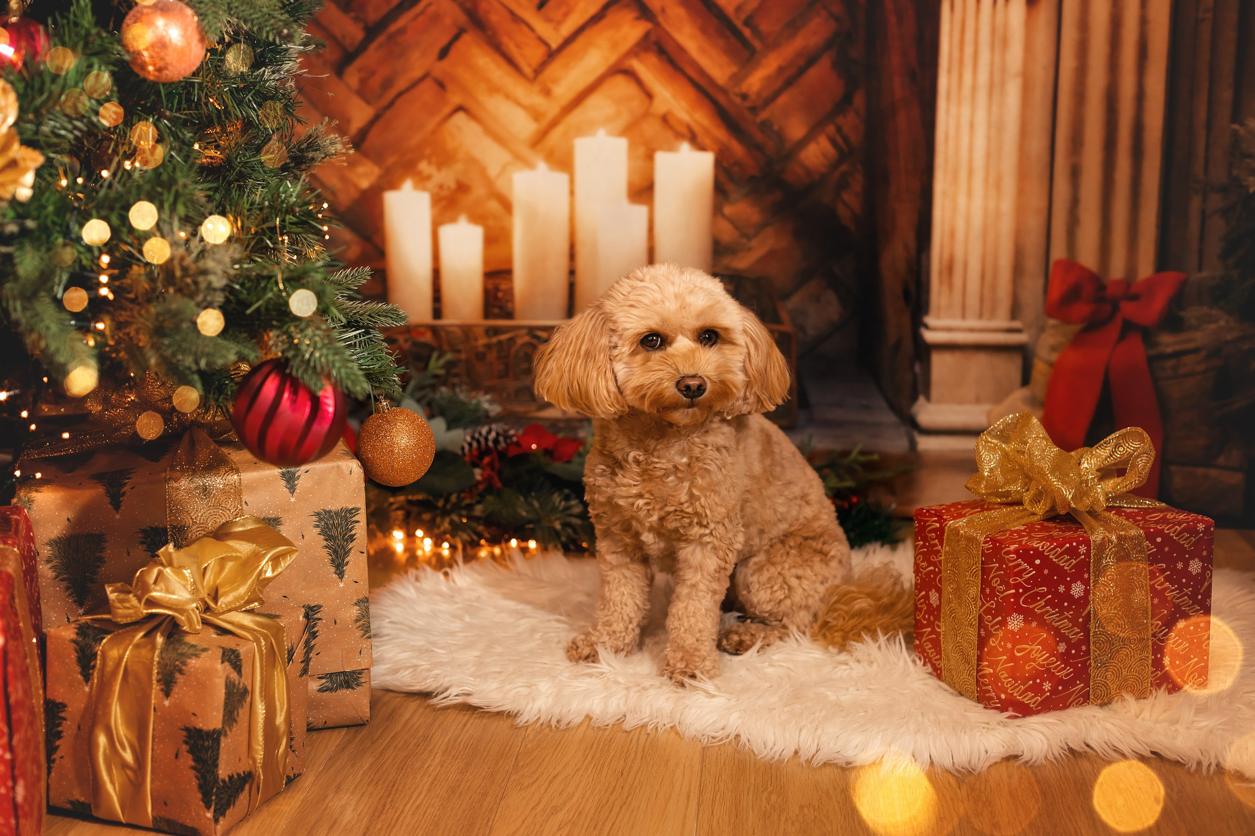 Pets photographer based in Stevenage, Hertfordshire. Stevenage, Hertfordshire family, maternity and newborn photographer