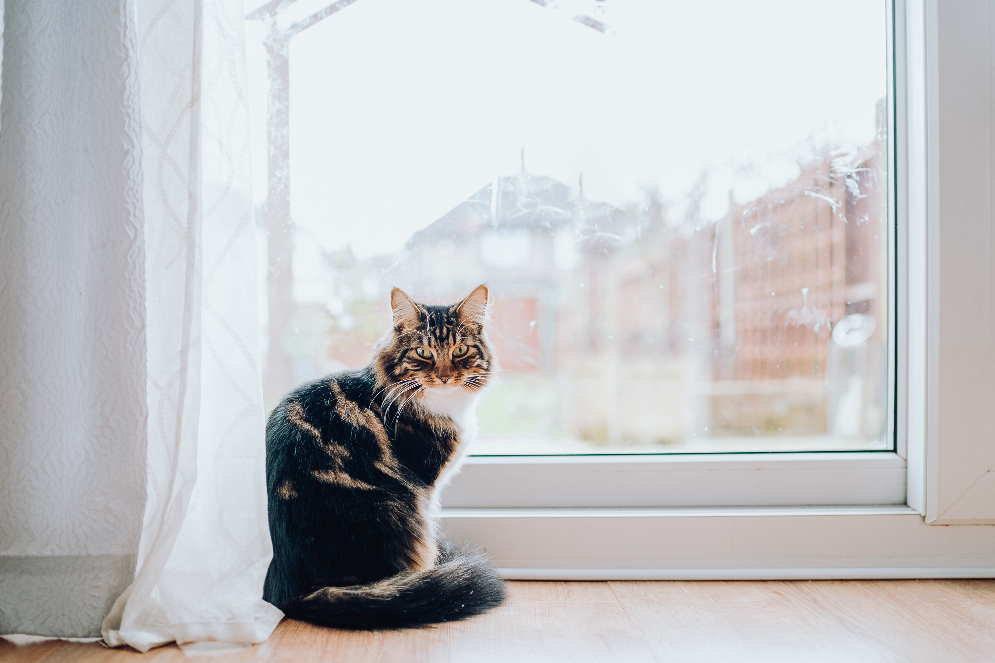 Christmas Time. Профессиональные услуги по садовому дизайну и фотосъёмке в Лондоне