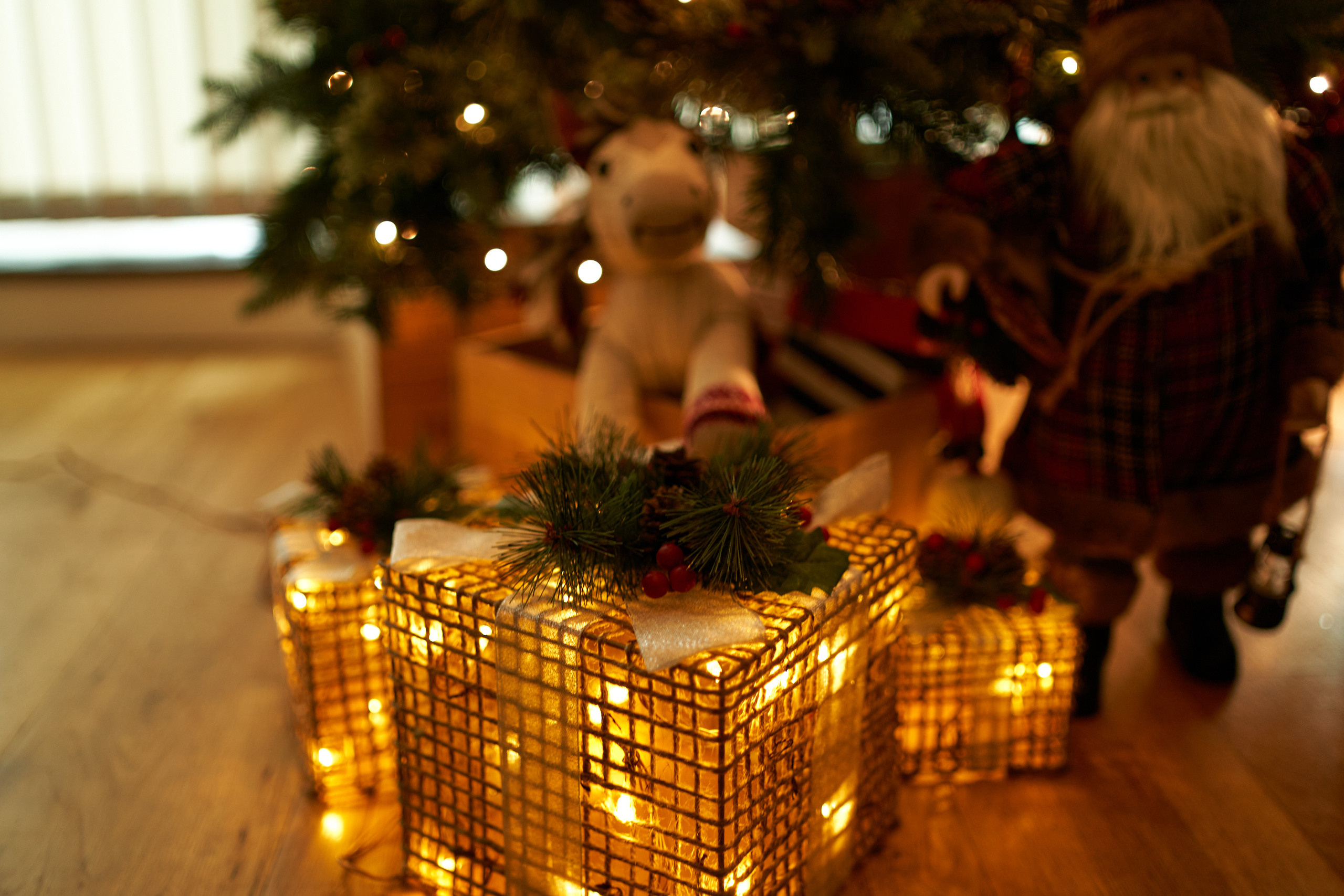 FIRST CHRISTMAS. Professional garden design and photography services in London