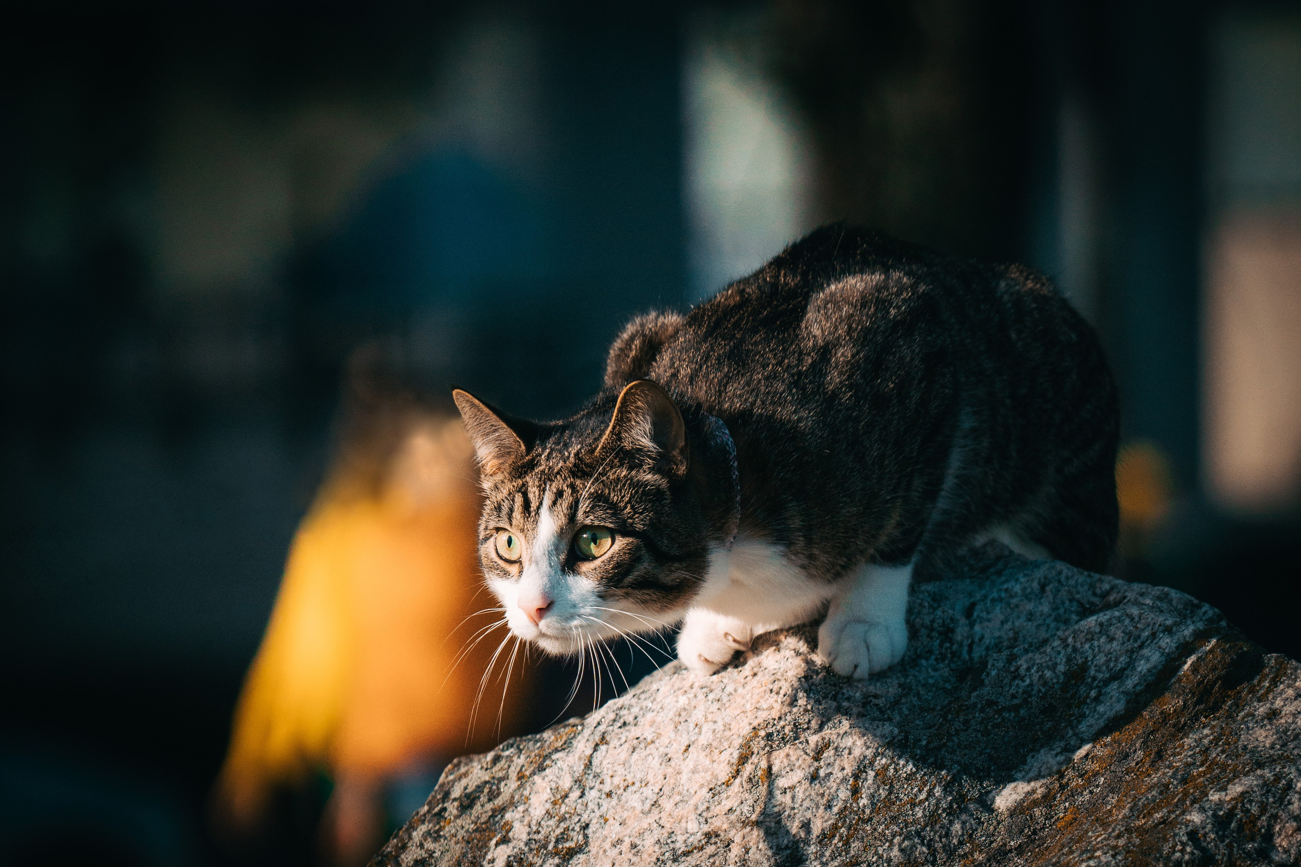 Eläimet. VEKE MEDIA