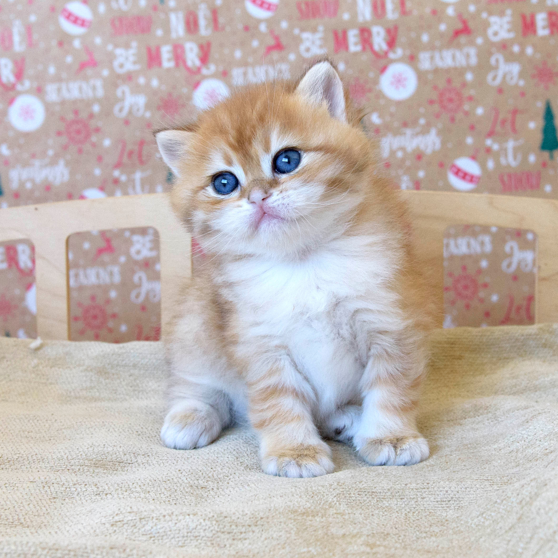 british shorthair golden, british shorthair golden cattery, british shorthair cattery greece, british golden chinchilla greece, british shorthair price, british shorthair Cyprus price, british shorthair Limassol price, cattery british shorthair Limassol, cattery british shorthair Cyprus, british shorthair kittens price, Cattery British shorthair Cyprus, cattery british shorthair Limassol, british kittens Limassol, british kittens Limassol price, cats for sale Limassol, kitten for sale Limassol, kitten for sale Cyprus, kitten for sale with pedigree limassol, cats for sale Limassol, cats for sale Larnaka, cats for sale Nicosia, kittens for sale Limassol, kittens for sale with pedigree Limassol