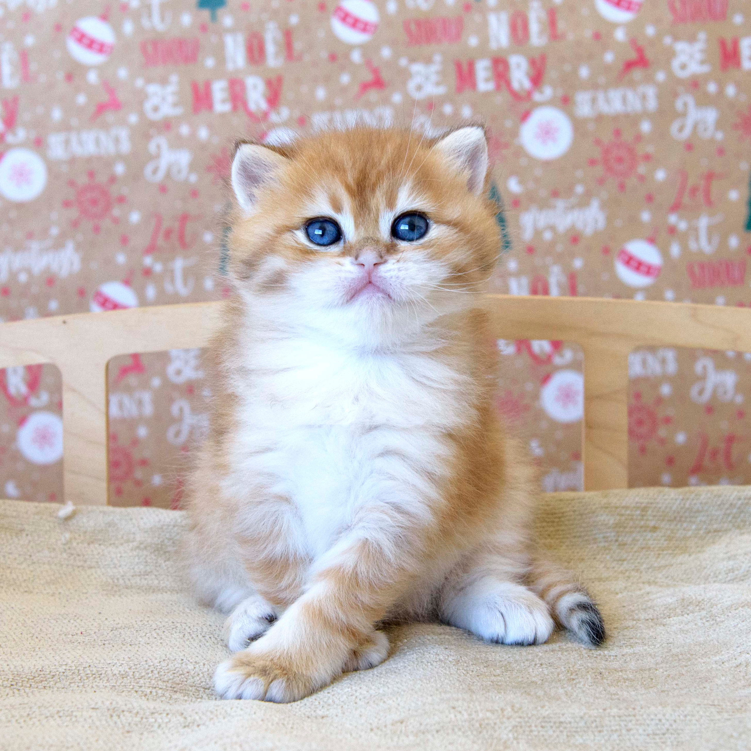 british shorthair golden, british shorthair golden cattery, british shorthair cattery greece, british golden chinchilla greece, british shorthair price, british shorthair Cyprus price, british shorthair Limassol price, cattery british shorthair Limassol, cattery british shorthair Cyprus, british shorthair kittens price, Cattery British shorthair Cyprus, cattery british shorthair Limassol, british kittens Limassol, british kittens Limassol price, cats for sale Limassol, kitten for sale Limassol, kitten for sale Cyprus, kitten for sale with pedigree limassol, cats for sale Limassol, cats for sale Larnaka, cats for sale Nicosia, kittens for sale Limassol, kittens for sale with pedigree Limassol