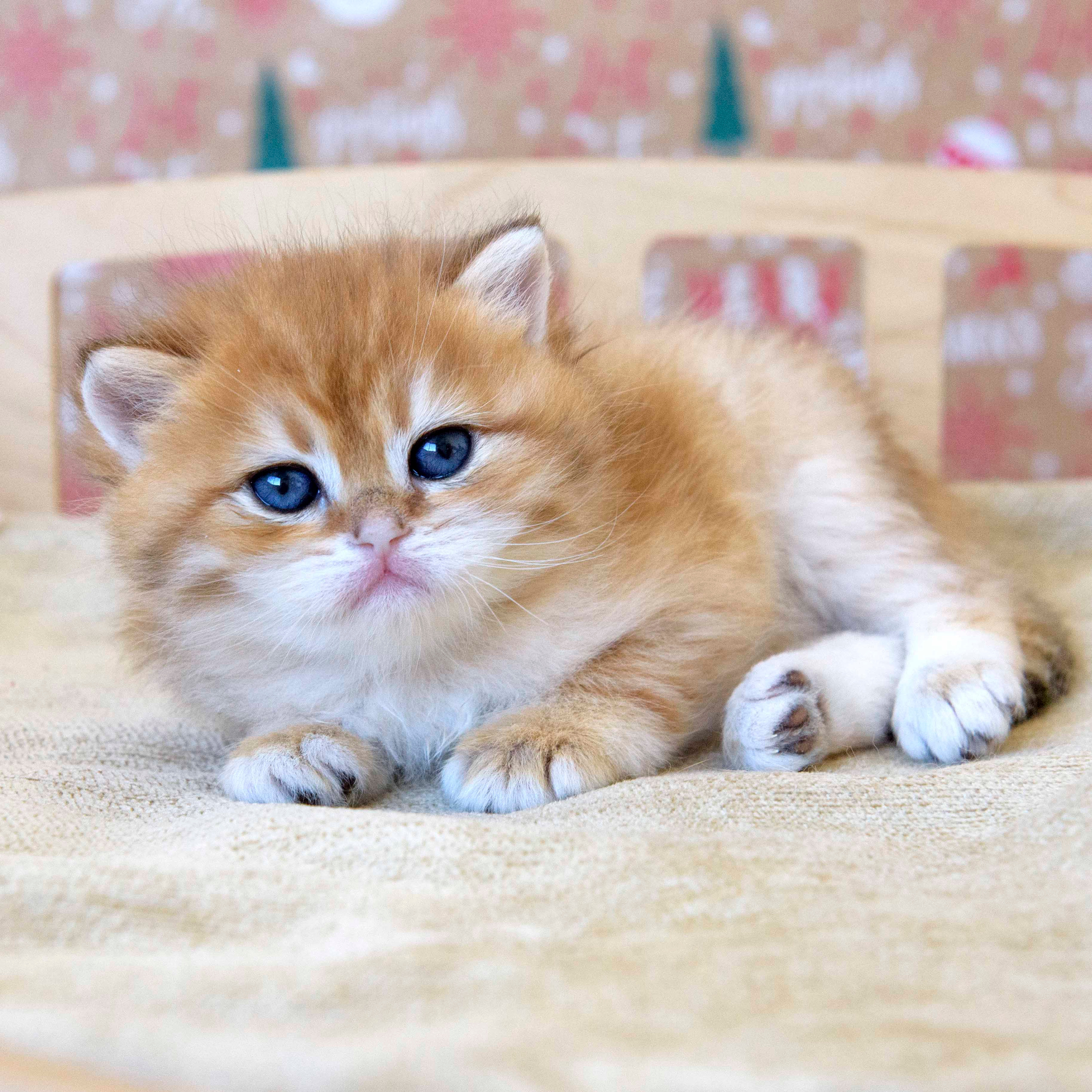 british shorthair golden, british shorthair golden cattery, british shorthair cattery greece, british golden chinchilla greece, british shorthair price, british shorthair Cyprus price, british shorthair Limassol price, cattery british shorthair Limassol, cattery british shorthair Cyprus, british shorthair kittens price, Cattery British shorthair Cyprus, cattery british shorthair Limassol, british kittens Limassol, british kittens Limassol price, cats for sale Limassol, kitten for sale Limassol, kitten for sale Cyprus, kitten for sale with pedigree limassol, cats for sale Limassol, cats for sale Larnaka, cats for sale Nicosia, kittens for sale Limassol, kittens for sale with pedigree Limassol