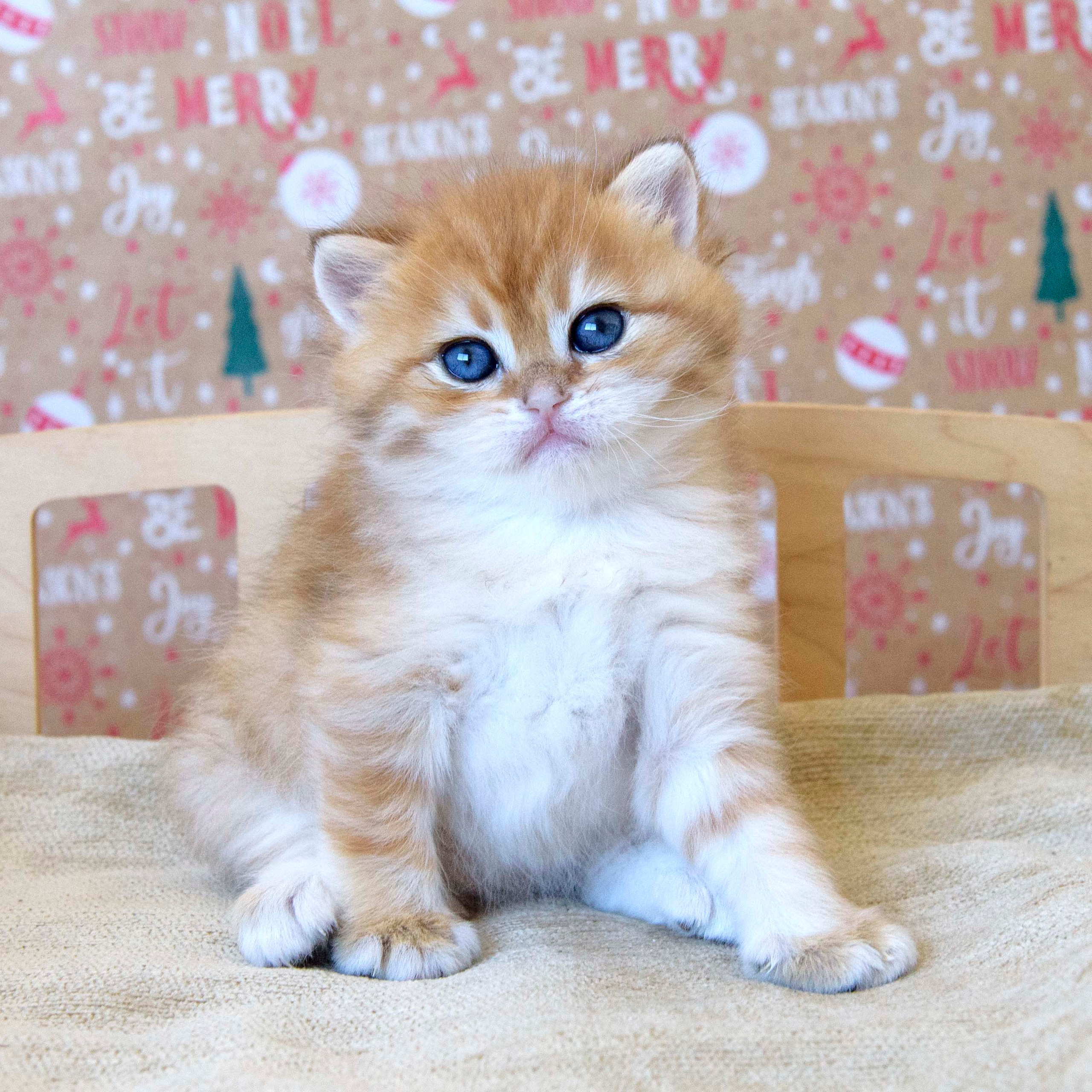 british shorthair golden, british shorthair golden cattery, british shorthair cattery greece, british golden chinchilla greece, british shorthair price, british shorthair Cyprus price, british shorthair Limassol price, cattery british shorthair Limassol, cattery british shorthair Cyprus, british shorthair kittens price, Cattery British shorthair Cyprus, cattery british shorthair Limassol, british kittens Limassol, british kittens Limassol price, cats for sale Limassol, kitten for sale Limassol, kitten for sale Cyprus, kitten for sale with pedigree limassol, cats for sale Limassol, cats for sale Larnaka, cats for sale Nicosia, kittens for sale Limassol, kittens for sale with pedigree Limassol