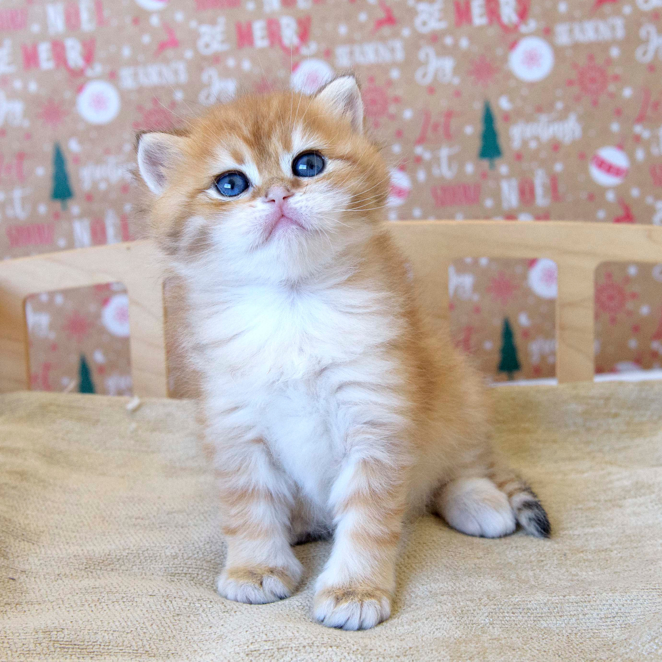 british shorthair golden, british shorthair golden cattery, british shorthair cattery greece, british golden chinchilla greece, british shorthair price, british shorthair Cyprus price, british shorthair Limassol price, cattery british shorthair Limassol, cattery british shorthair Cyprus, british shorthair kittens price, Cattery British shorthair Cyprus, cattery british shorthair Limassol, british kittens Limassol, british kittens Limassol price, cats for sale Limassol, kitten for sale Limassol, kitten for sale Cyprus, kitten for sale with pedigree limassol, cats for sale Limassol, cats for sale Larnaka, cats for sale Nicosia, kittens for sale Limassol, kittens for sale with pedigree Limassol