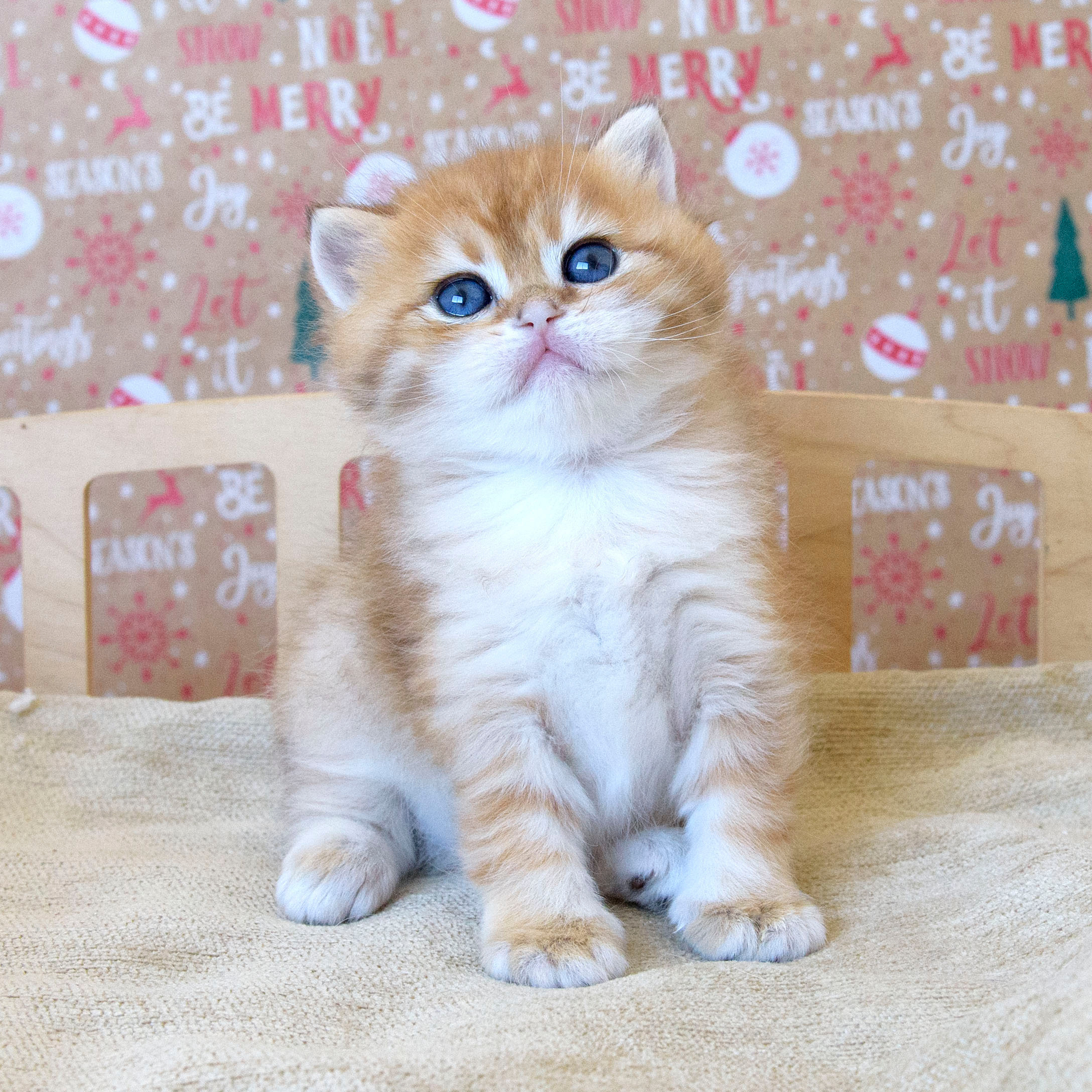 british shorthair golden, british shorthair golden cattery, british shorthair cattery greece, british golden chinchilla greece, british shorthair price, british shorthair Cyprus price, british shorthair Limassol price, cattery british shorthair Limassol, cattery british shorthair Cyprus, british shorthair kittens price, Cattery British shorthair Cyprus, cattery british shorthair Limassol, british kittens Limassol, british kittens Limassol price, cats for sale Limassol, kitten for sale Limassol, kitten for sale Cyprus, kitten for sale with pedigree limassol, cats for sale Limassol, cats for sale Larnaka, cats for sale Nicosia, kittens for sale Limassol, kittens for sale with pedigree Limassol