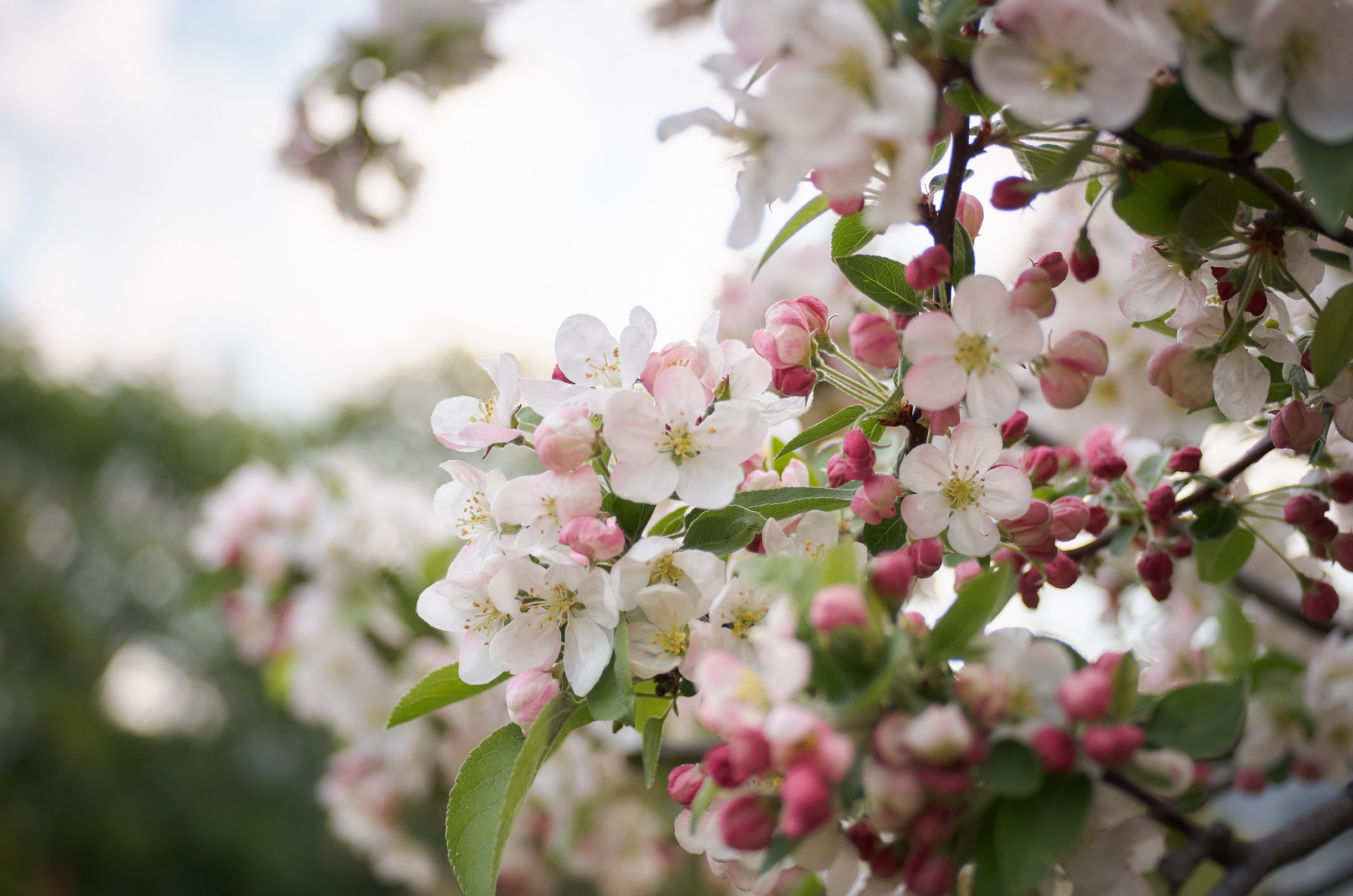 Landscapes by Yury Popkov. Yuri Popkov | Photographer