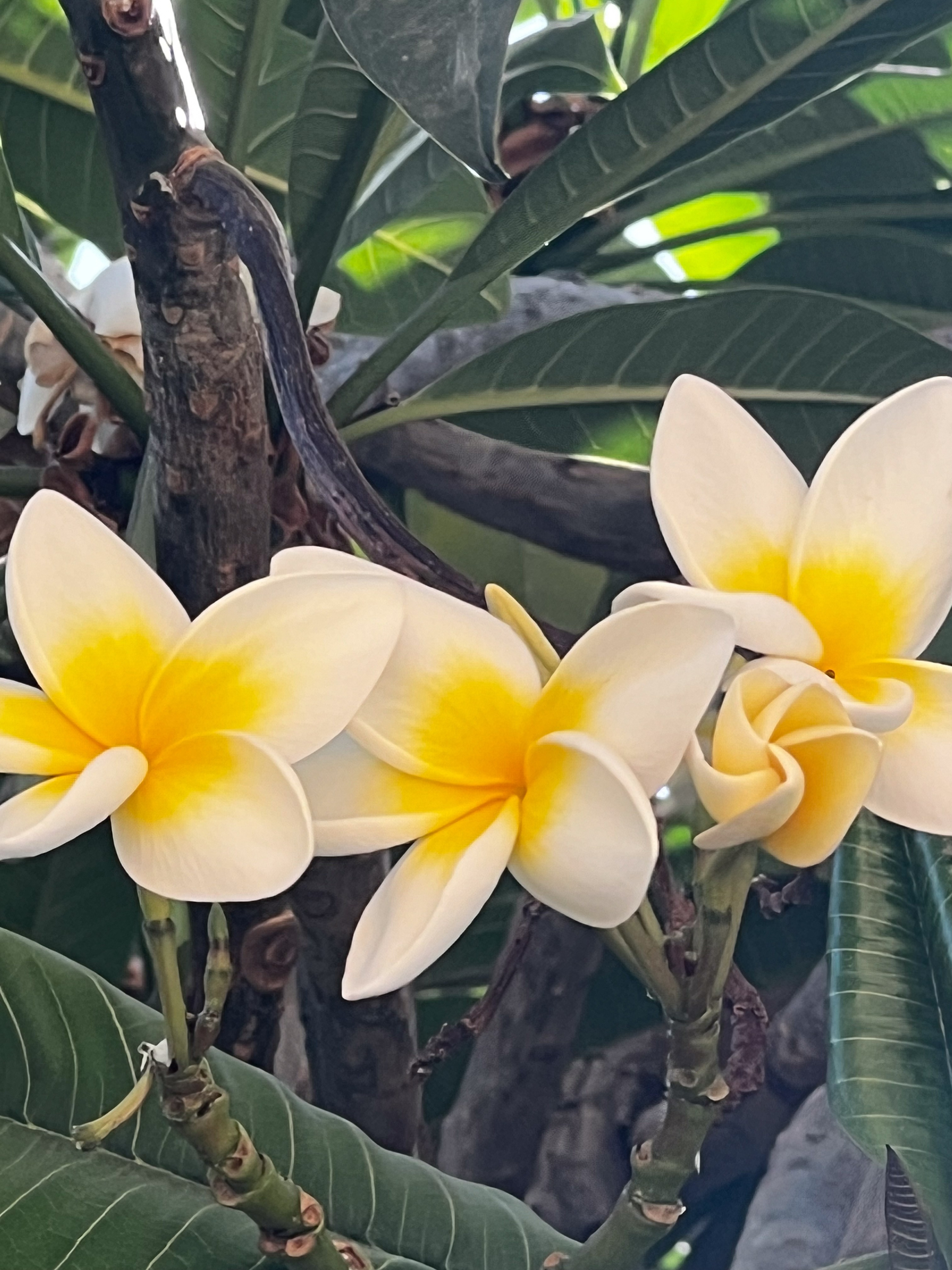 Cosas Bonitas. Yuliia Foto