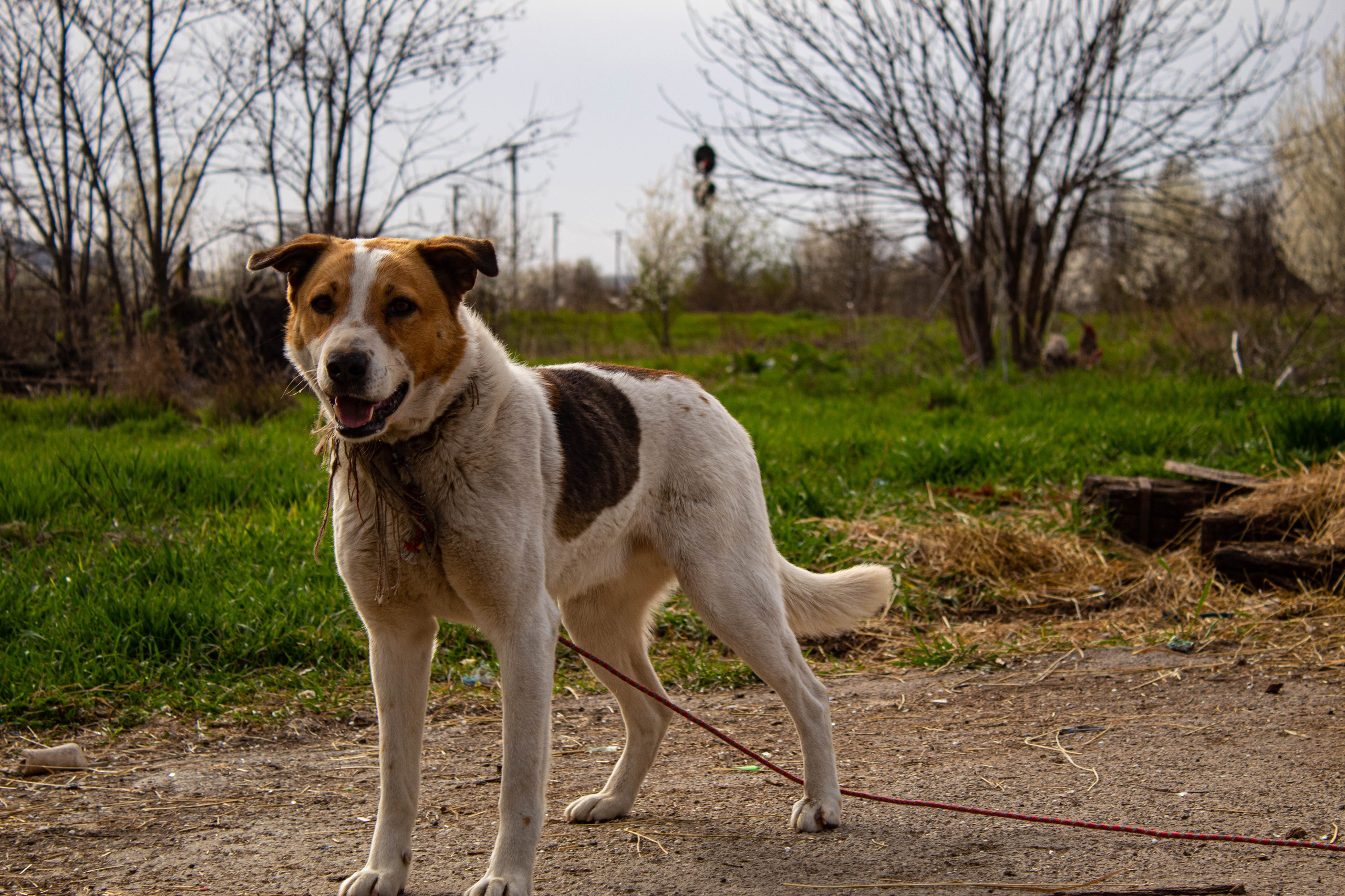 Dog standing on soil near a garden, looking off-camera with alert expressions.