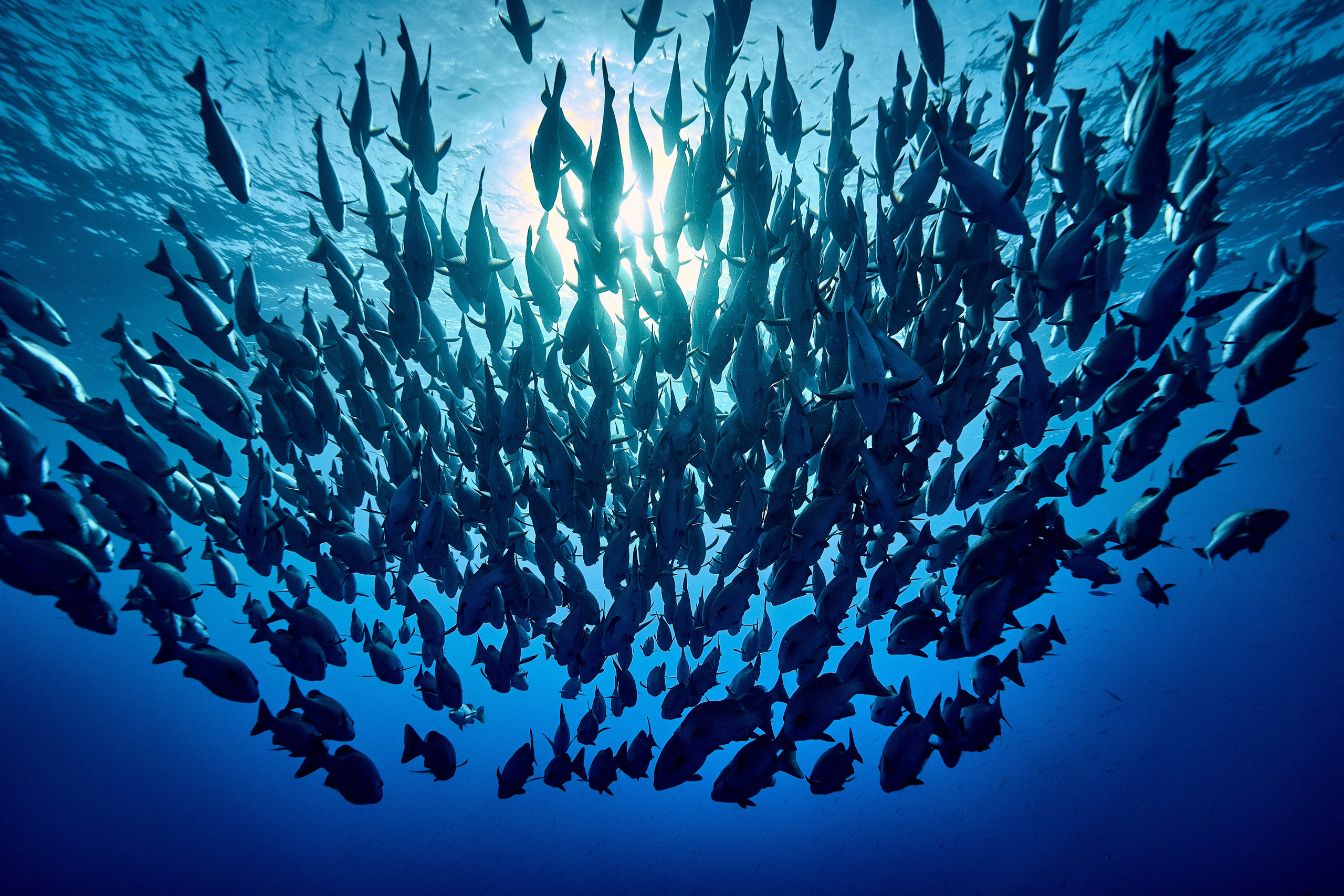 Fotograf podwodny Andriej Szypiłow - Fauna i flora Czerwonego i Adriatyckiego Mórz. Andriej Szypilow - Fotografia & Wideografia