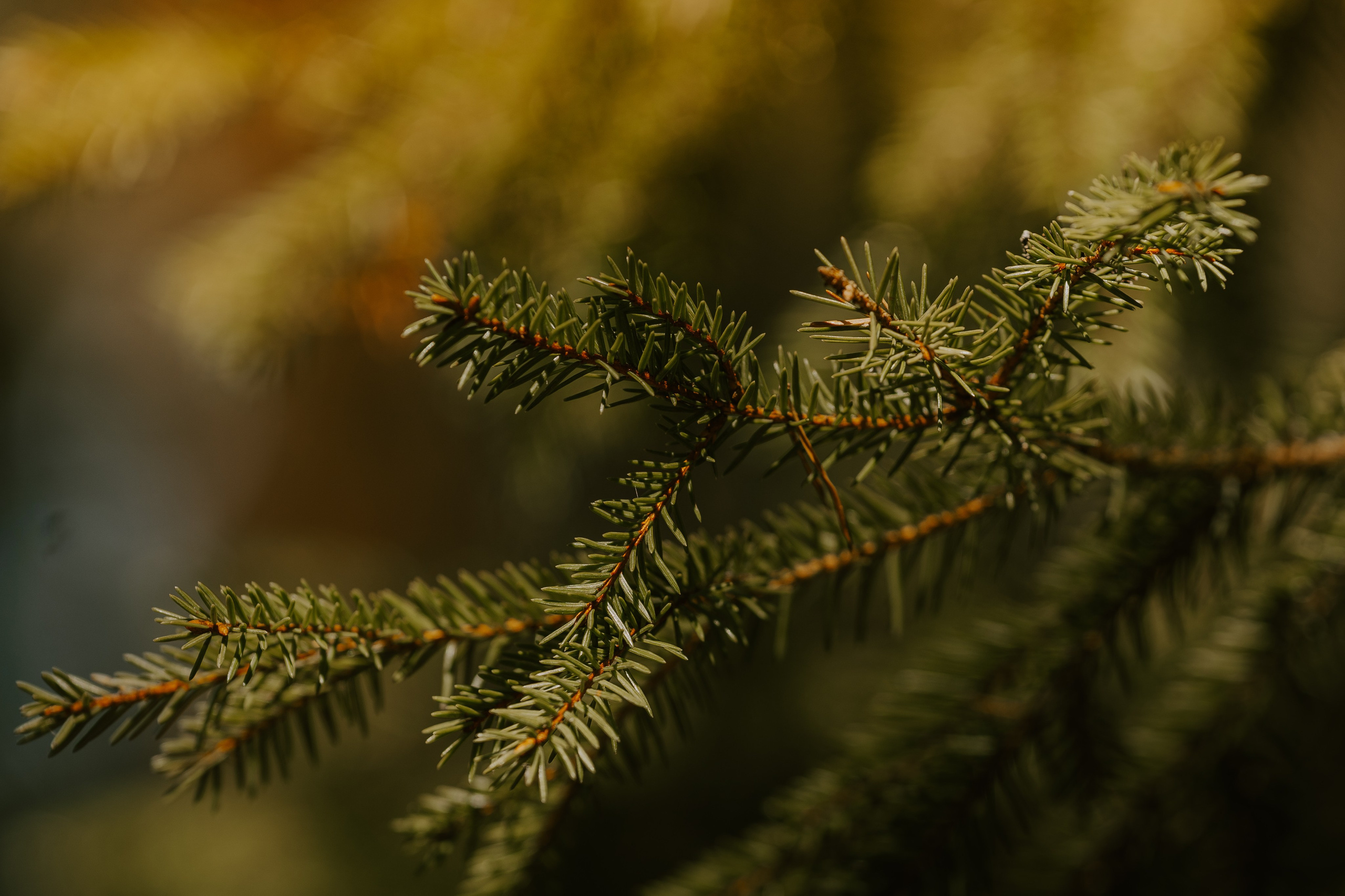 Gallery. Natasha Shakh