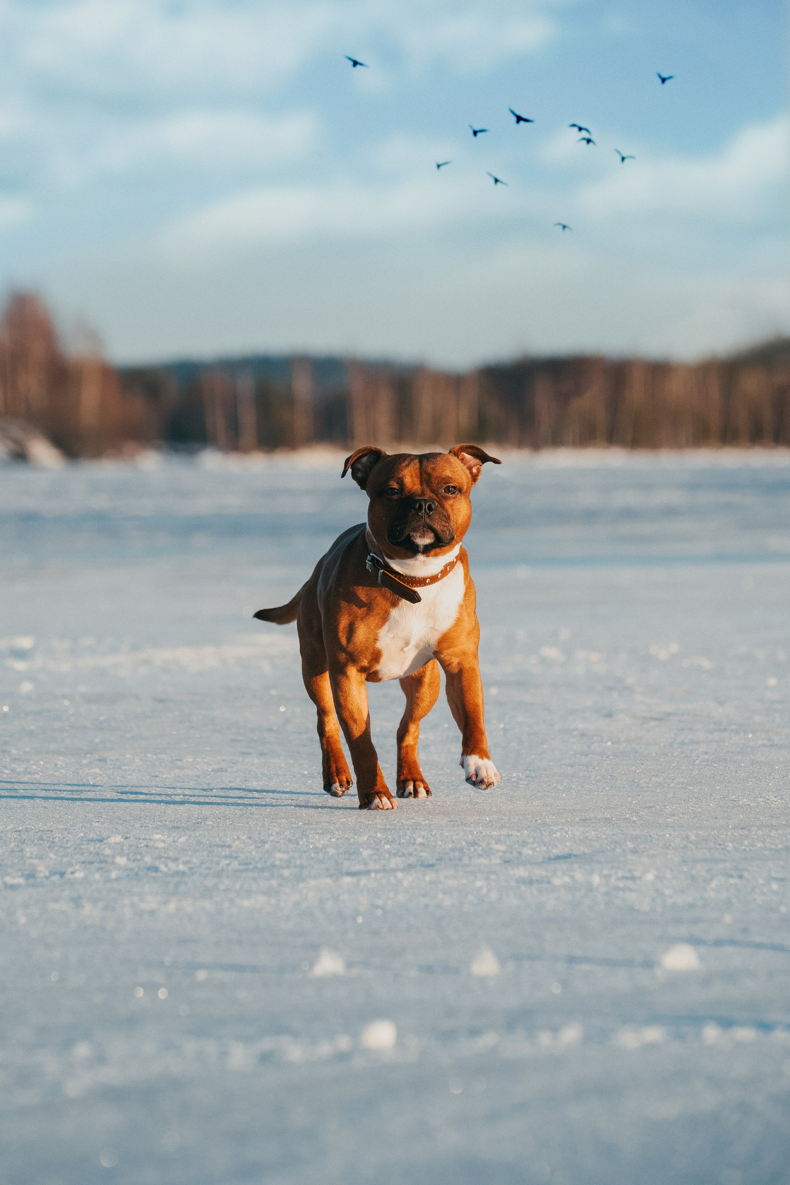 Eläimet. VEKE MEDIA