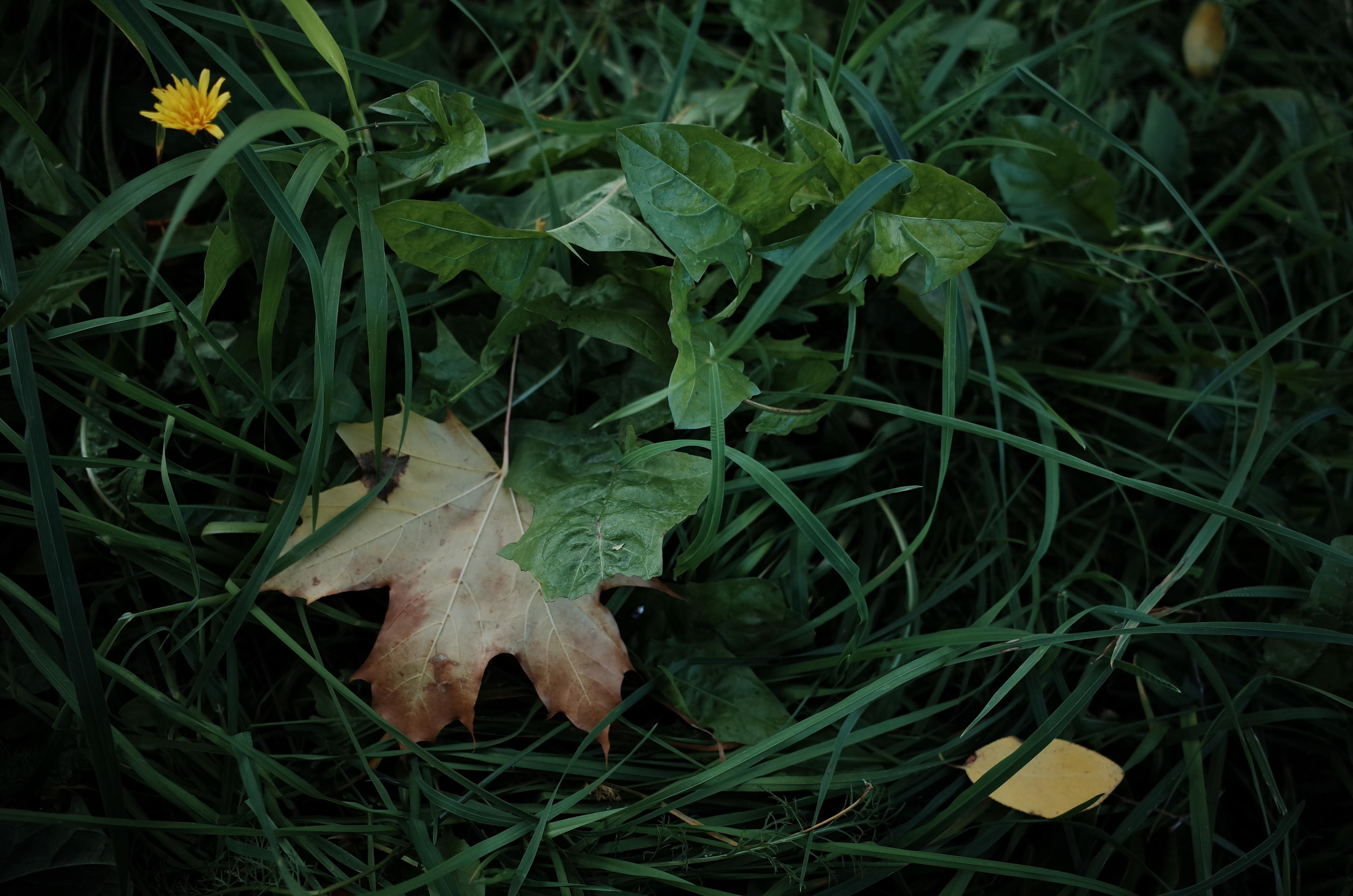 Little magic everythere. Виктория Дини. Арт-фотография