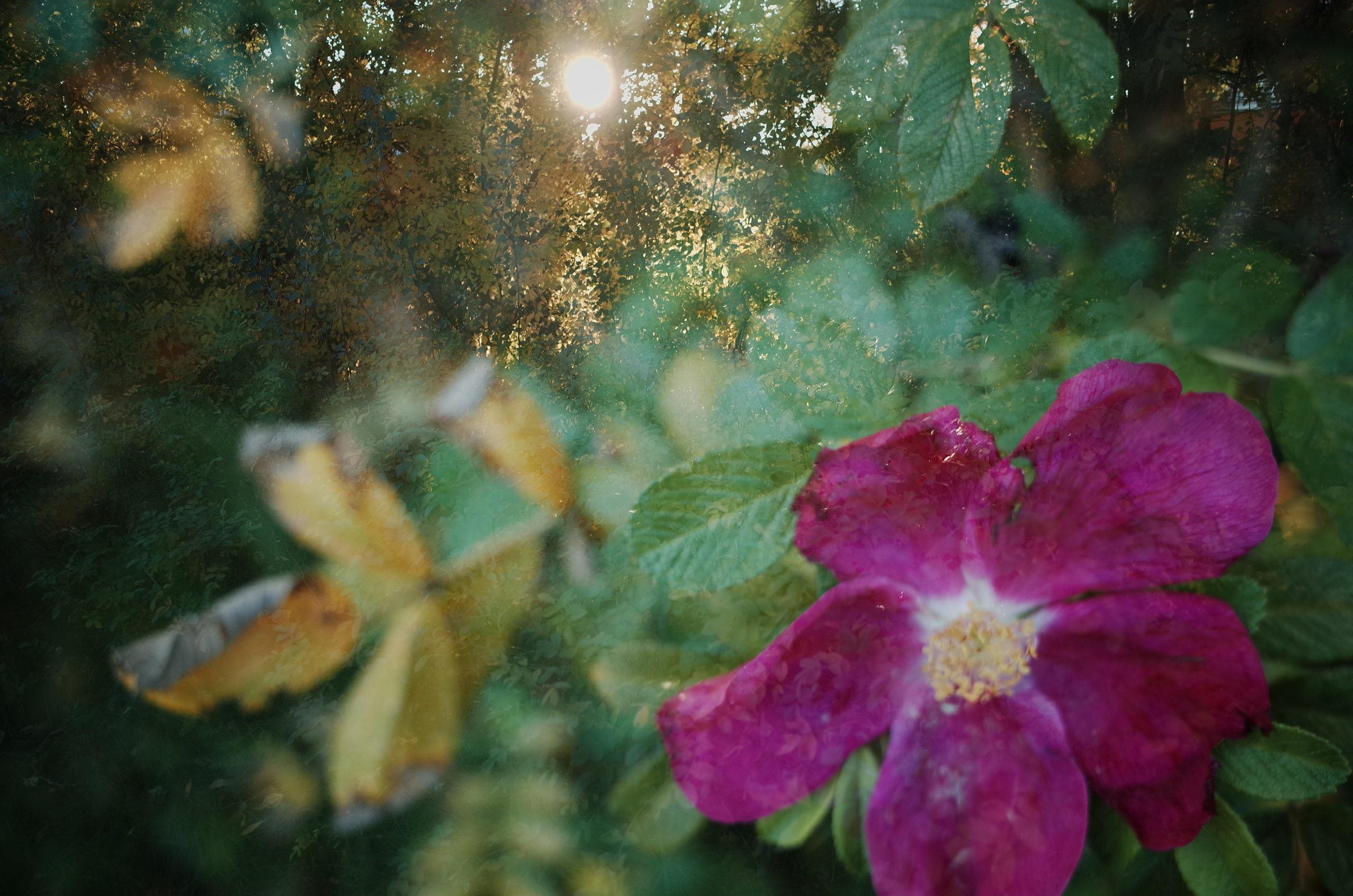 Little magic everythere. Виктория Дини. Арт-фотография