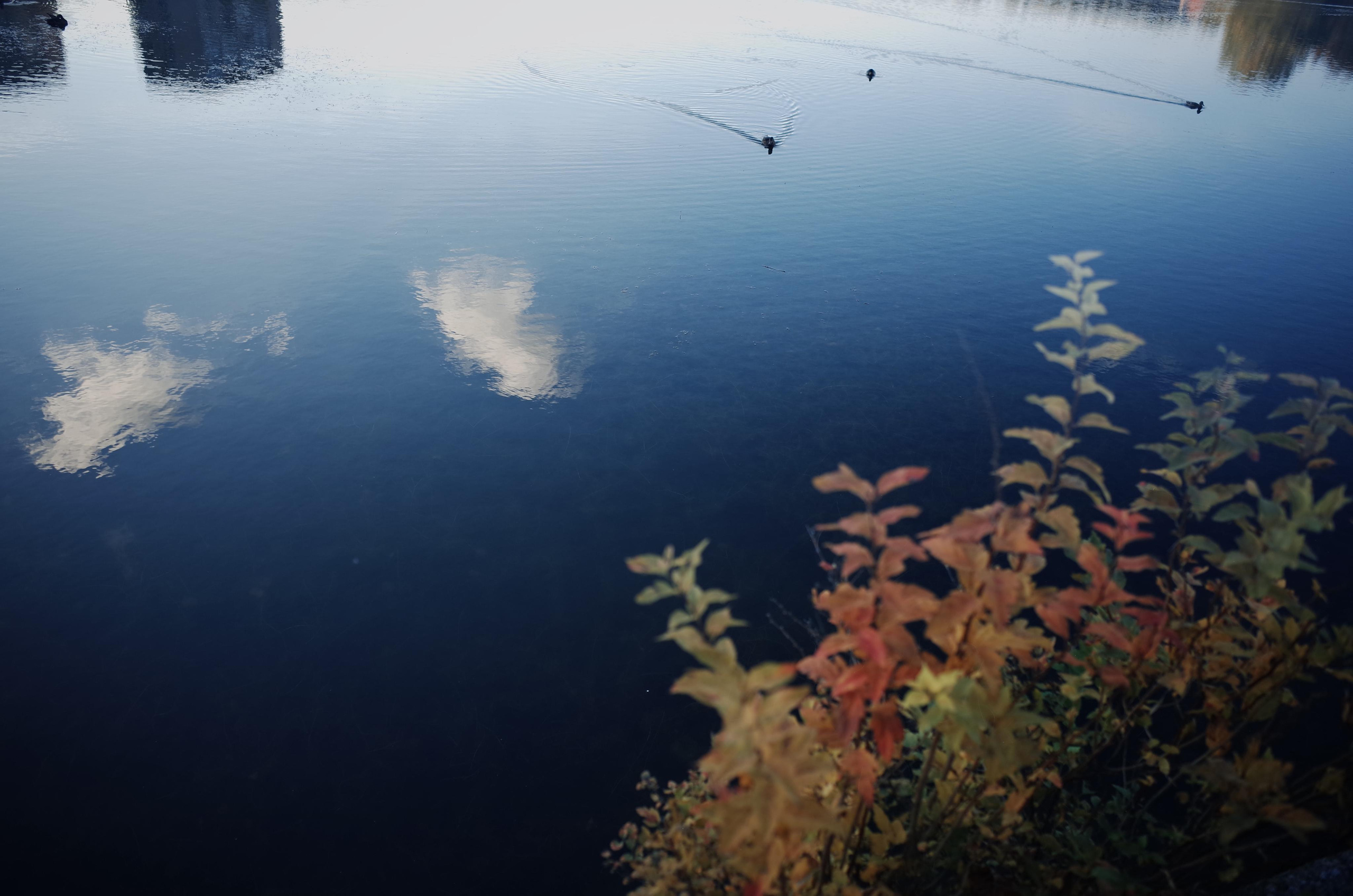 Little magic everythere. Виктория Дини. Арт-фотография