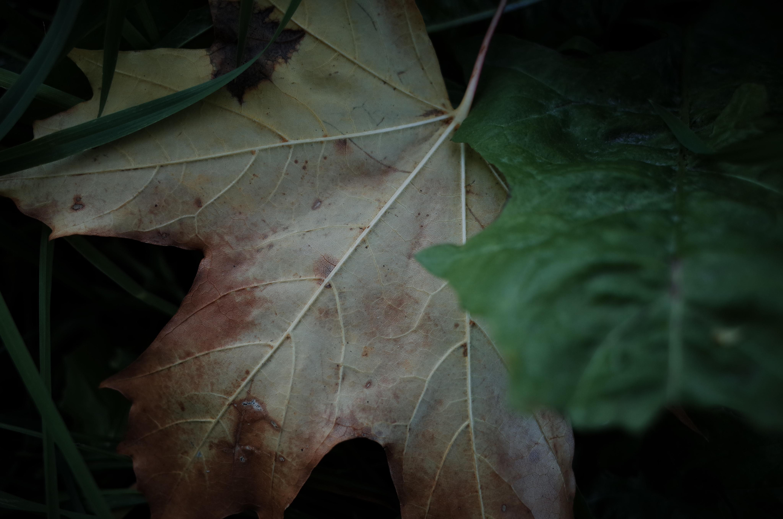 Little magic everythere. Виктория Дини. Арт-фотография