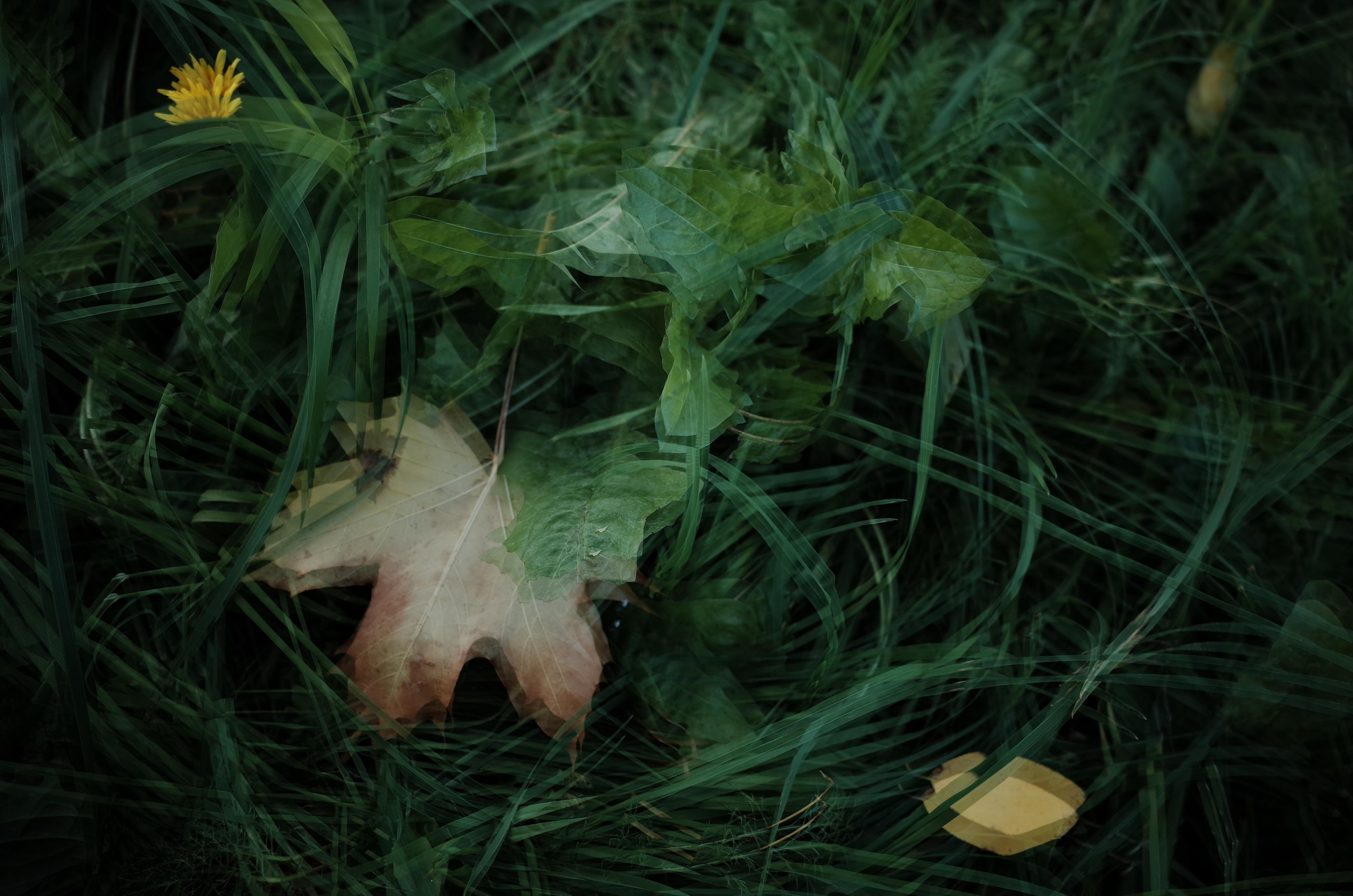 Little magic everythere. Виктория Дини. Арт-фотография