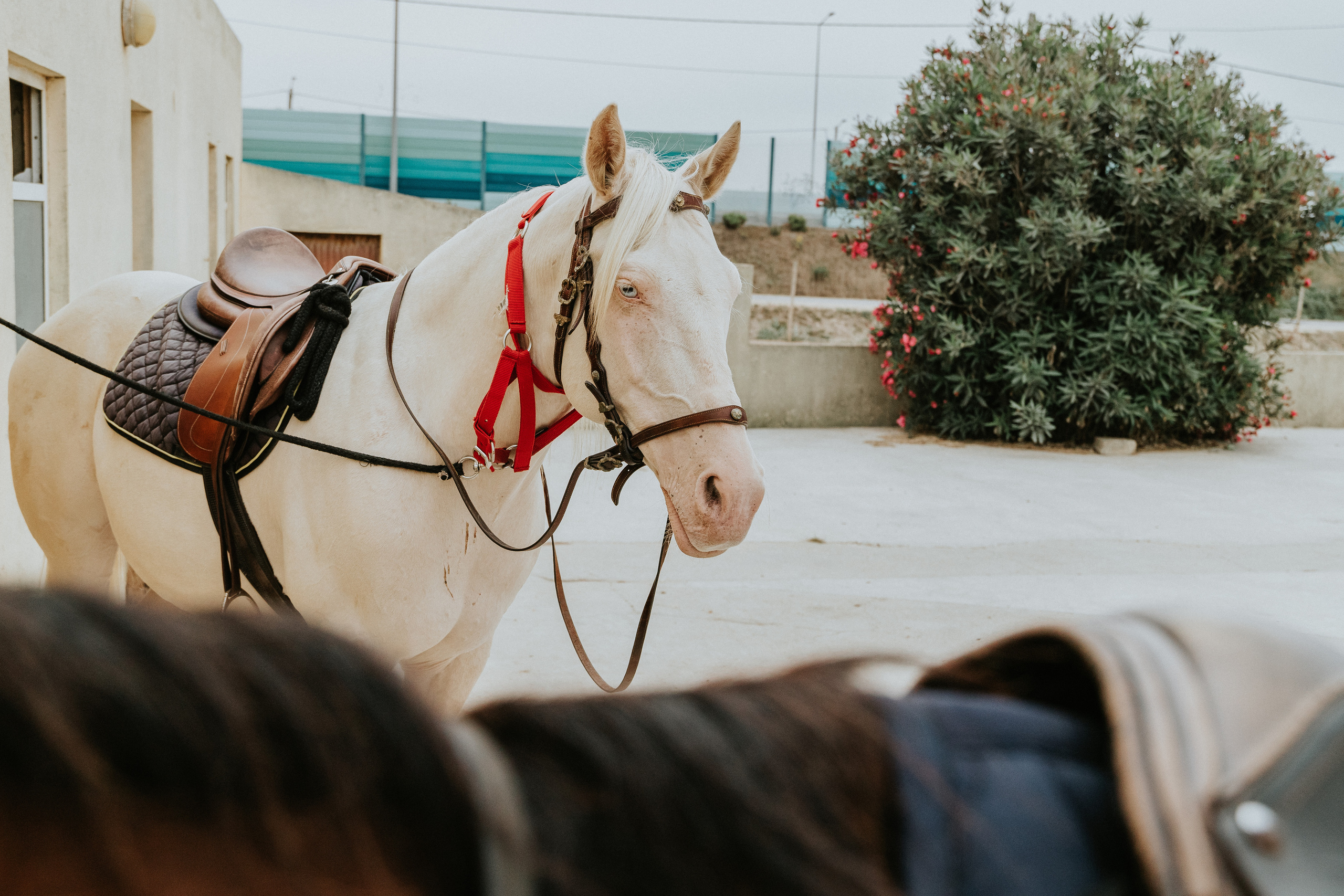 Eco Salgados Agroturismo — Méline & Joel. Passeios a Cavalo na Praia Peniche | Eco Salgados Agroturismo