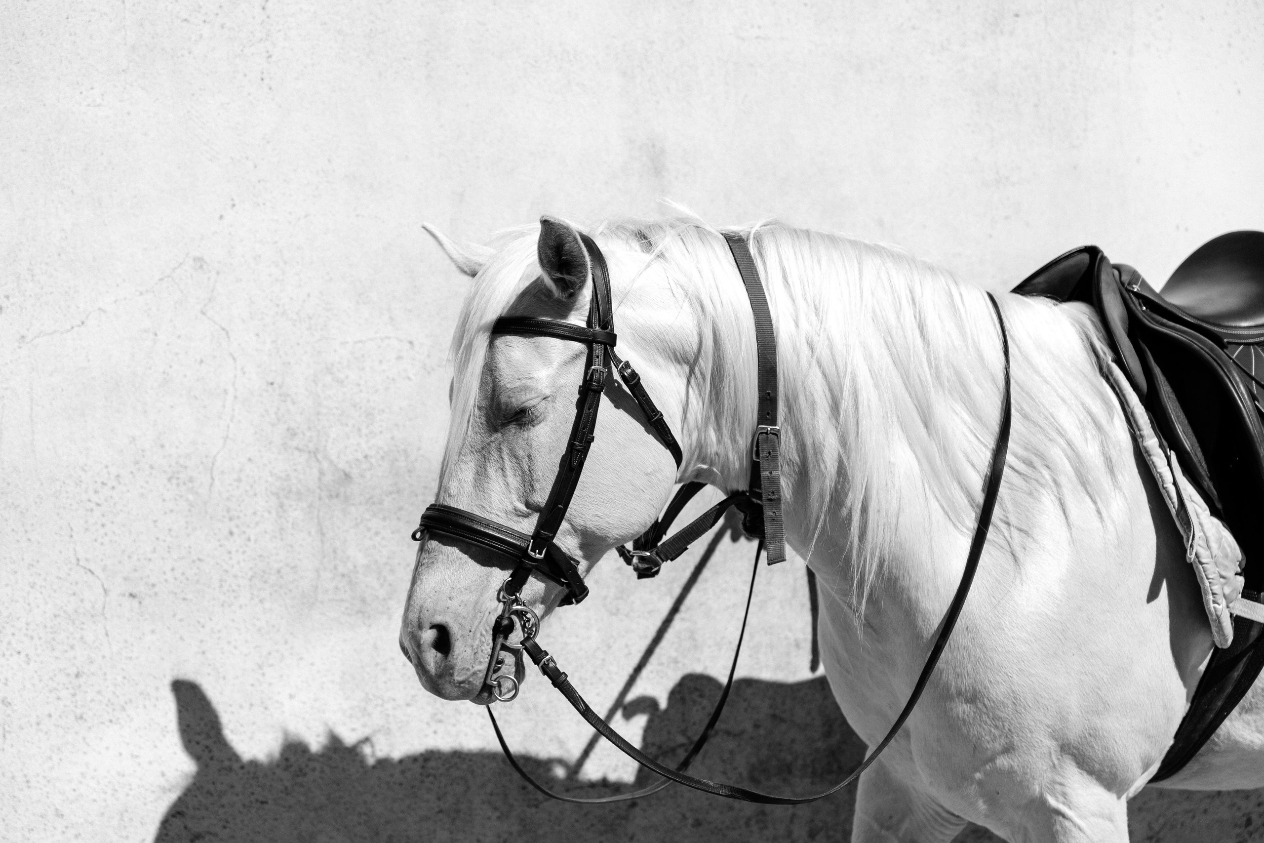 Eco Salgados Agroturismo — Laura & Nicolas. Passeios a Cavalo na Praia Peniche | Eco Salgados Agroturismo