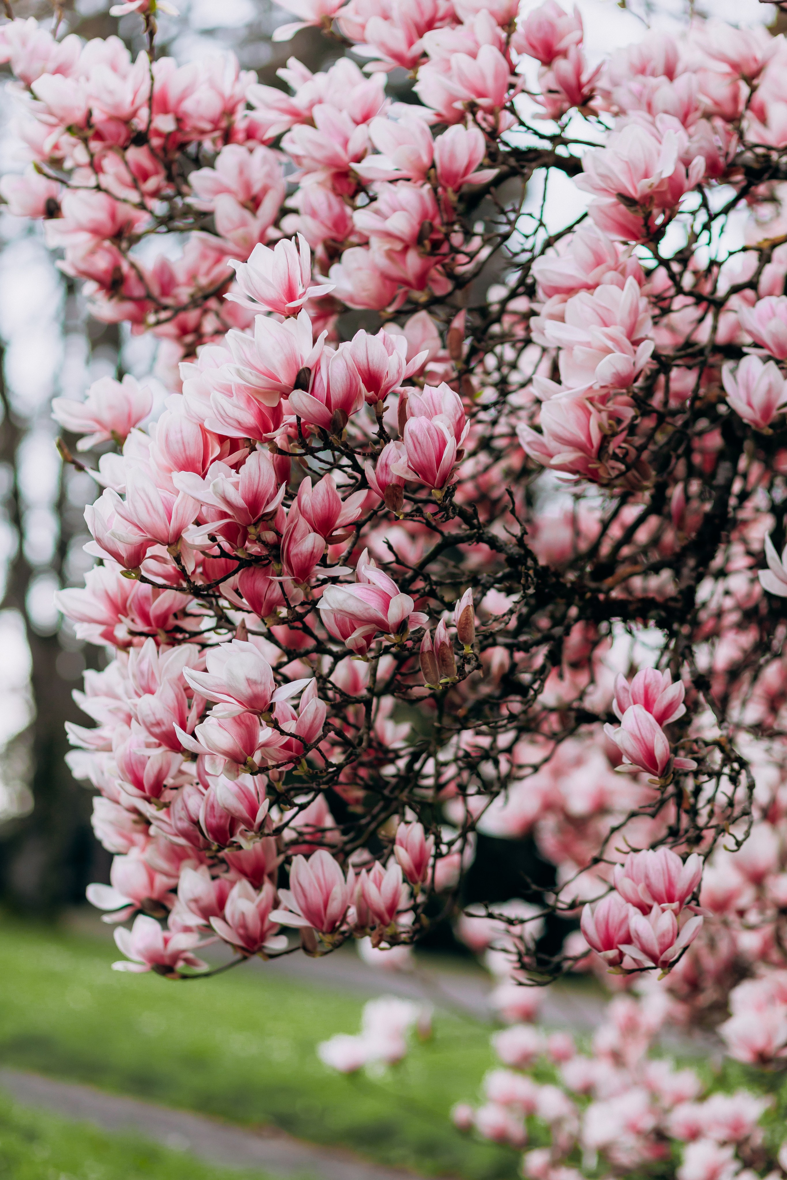 Tatiana, Alisa, Daria. Wedding and Family Photograph