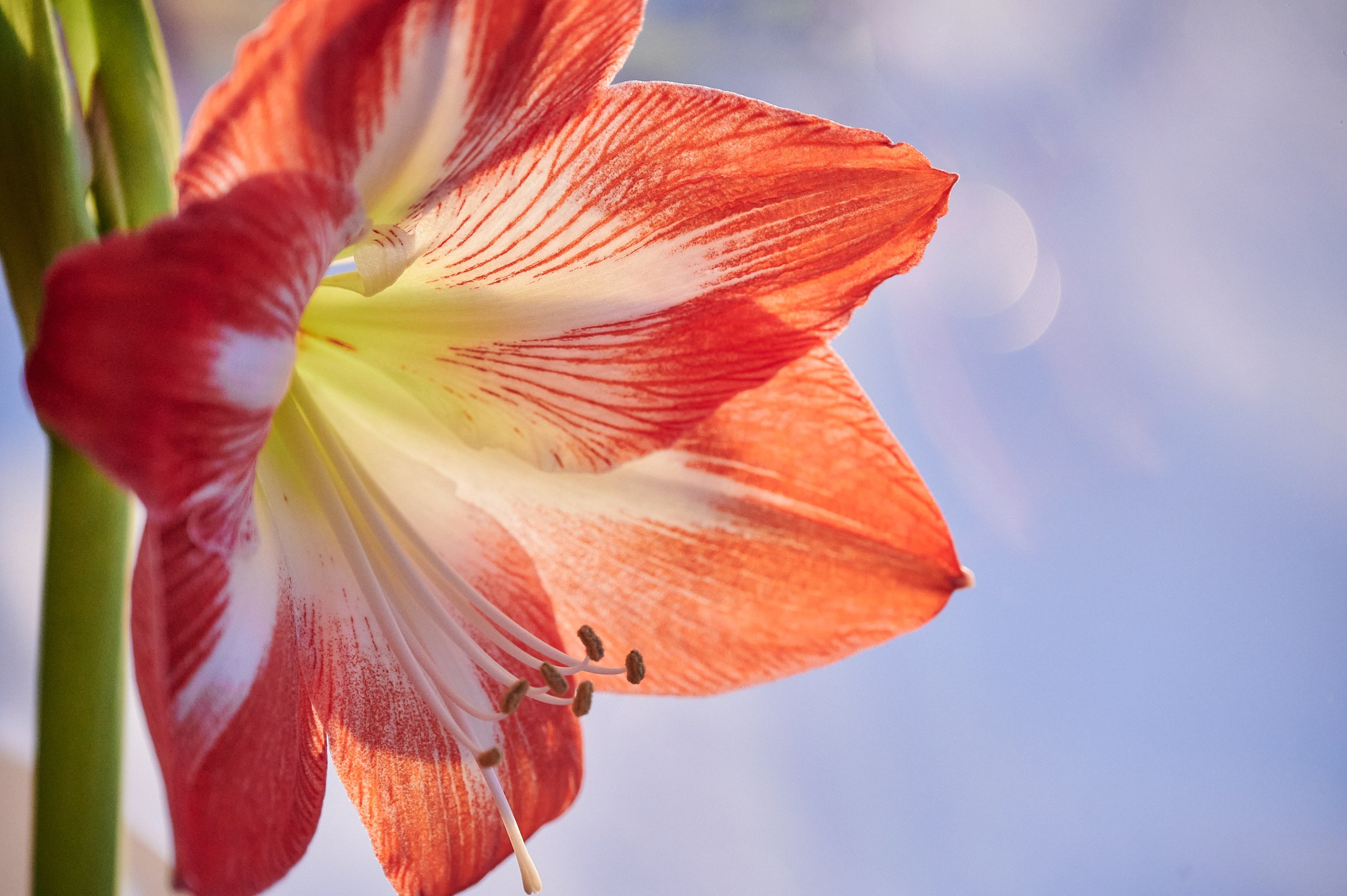 Close-Up. Yuri Popkov | Photographer