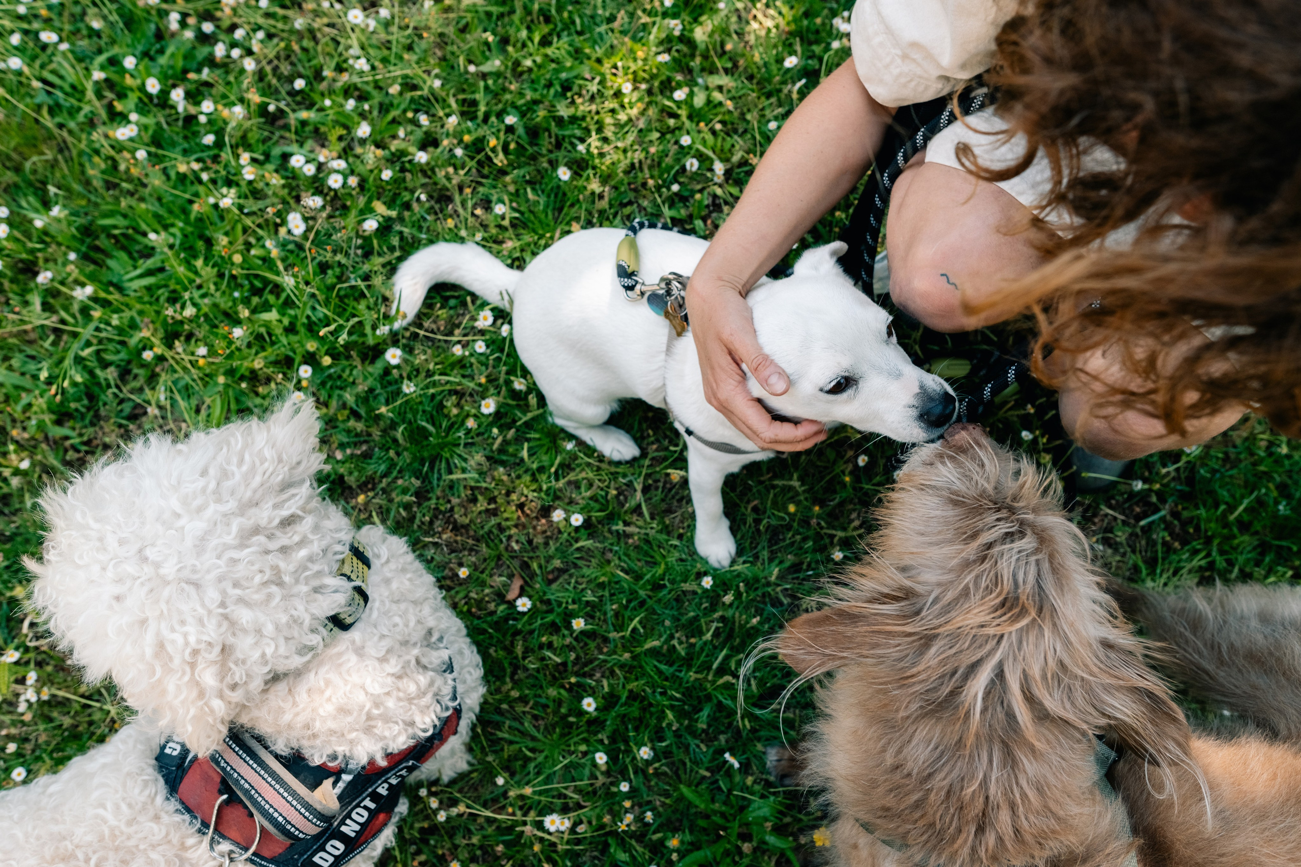 Yana & Pedro & Doggos. Maria Sher. Fotógrafa profissional do Porto, Portugal