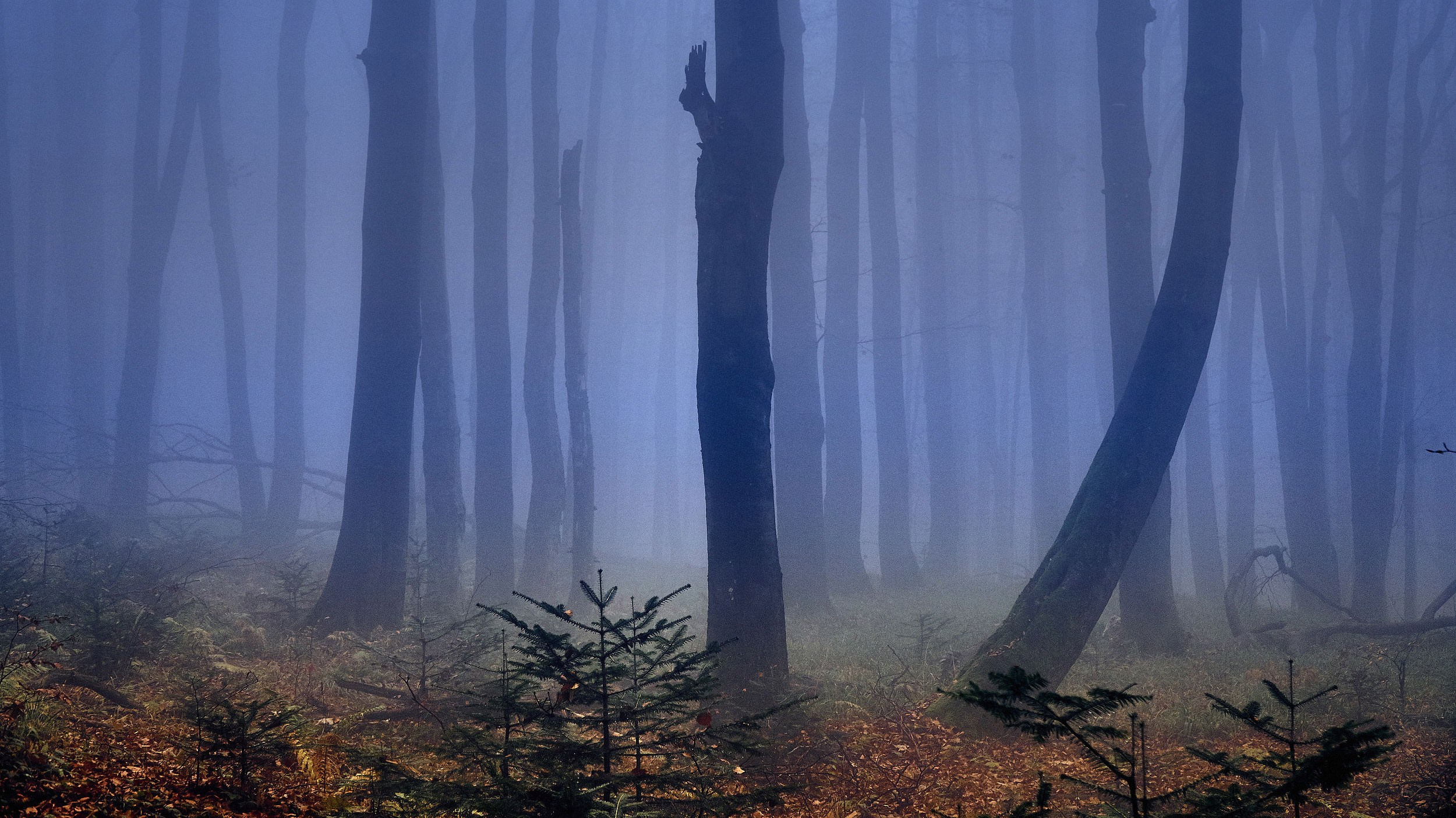 Andriej Szypilow - Fotografia & Wideografia