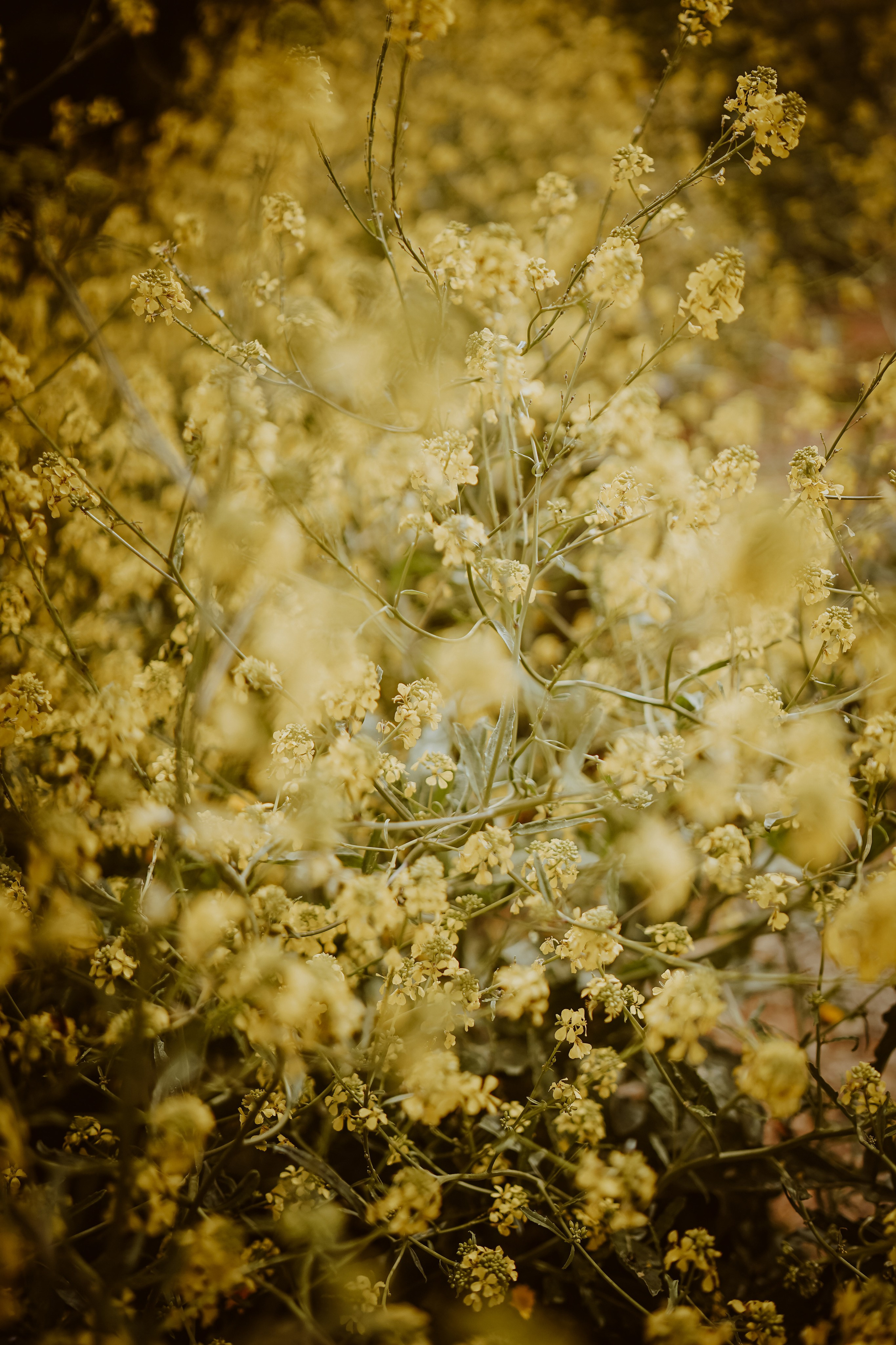 Massif du Cap-Sicié: plages de St.Selon, Jonquet, Boeuf. Photographe à la Seyne sur Mer, Var
