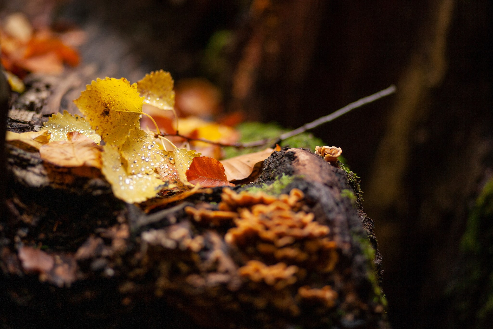 Планини. Александър Сандев - личен сайт на фотографа