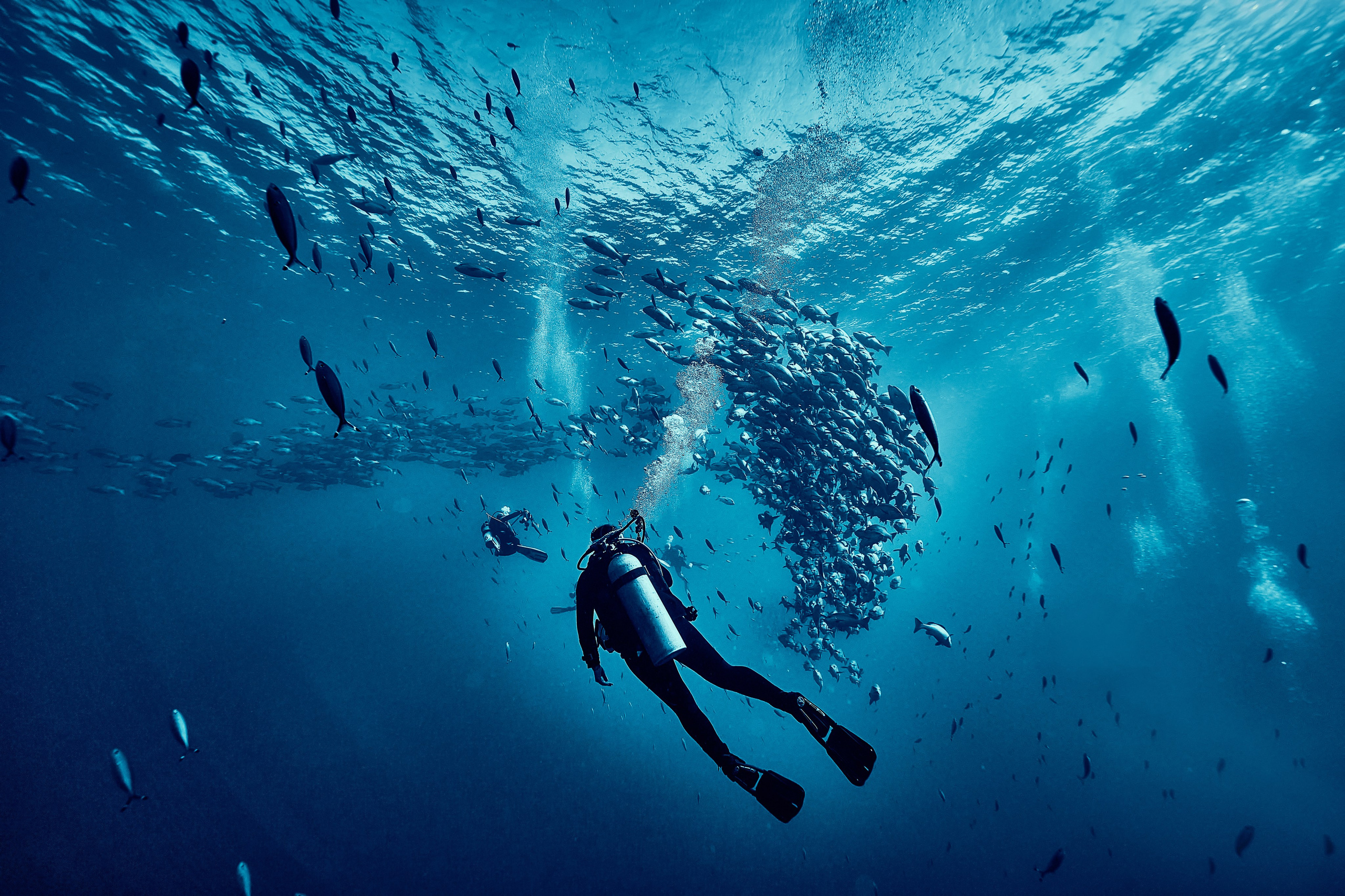 Fotograf podwodny Andriej Szypiłow - Fauna i flora Czerwonego i Adriatyckiego Mórz. Andriej Szypilow - Fotografia & Wideografia