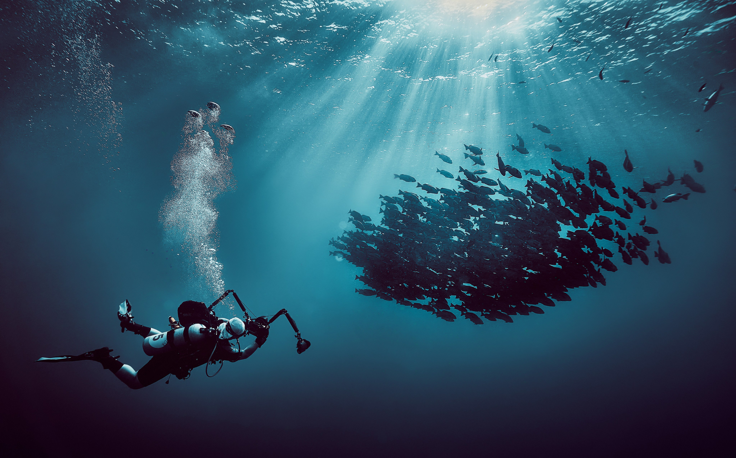 Fotograf podwodny Andriej Szypiłow - Fauna i flora Czerwonego i Adriatyckiego Mórz. Andriej Szypilow - Fotografia & Wideografia