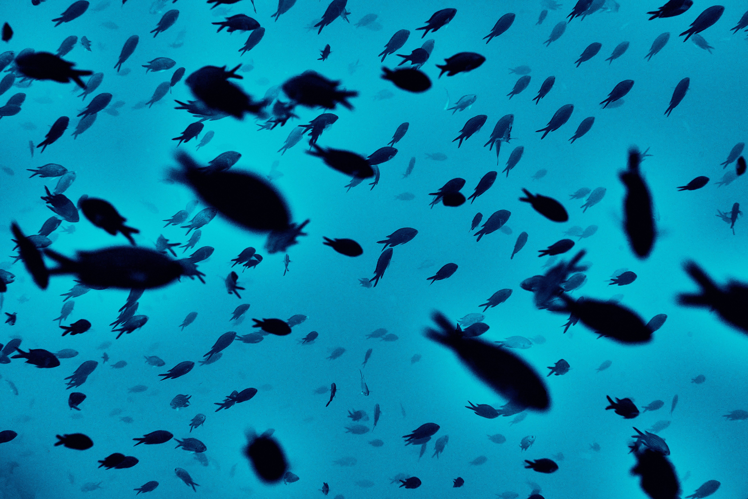 Fotograf podwodny Andriej Szypiłow - Fauna i flora Czerwonego i Adriatyckiego Mórz. Andriej Szypilow - Fotografia & Wideografia