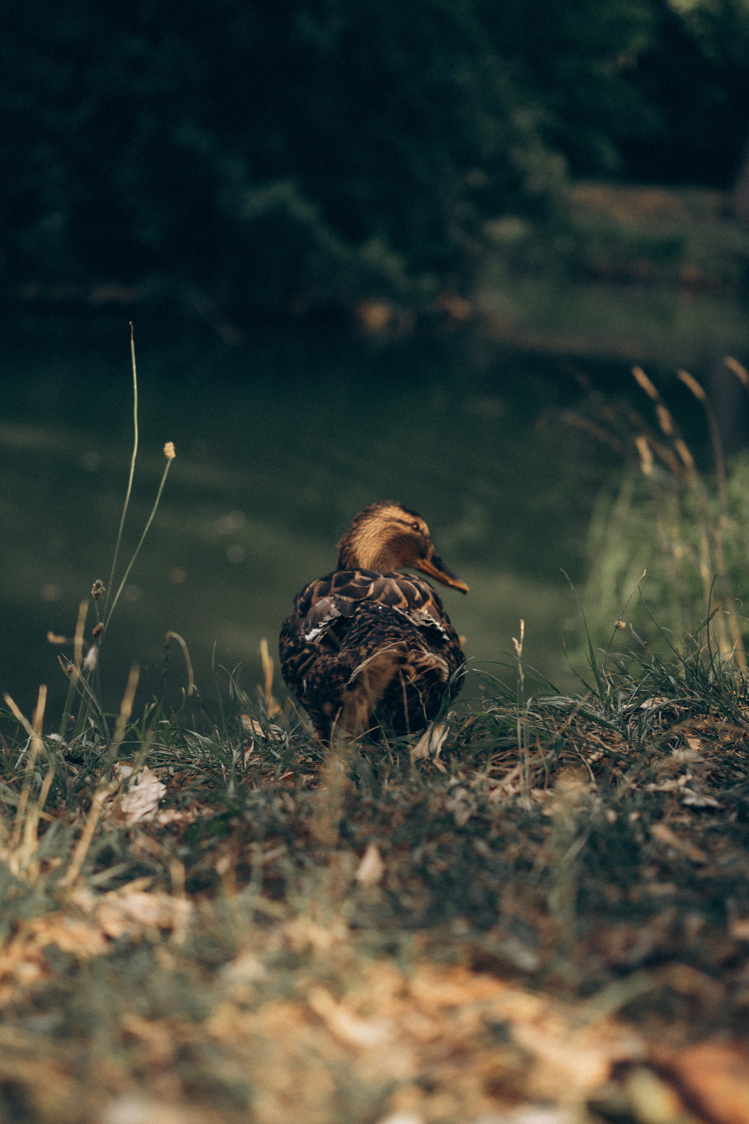 Family Husty. Photographer and videographer in Norway and Slovakia Andrea Zemko