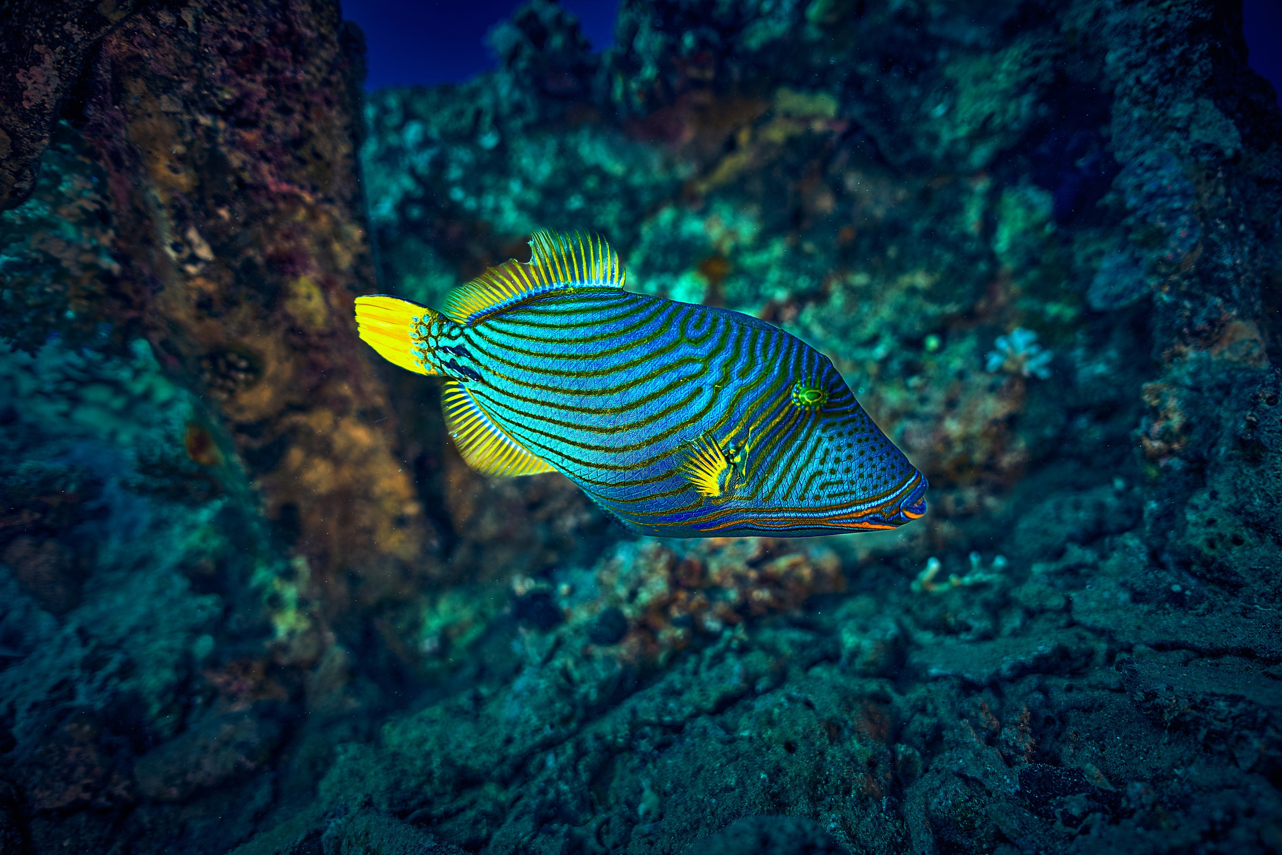 Fotograf podwodny Andriej Szypiłow - Fauna i flora Czerwonego i Adriatyckiego Mórz. Andriej Szypilow - Fotografia & Wideografia